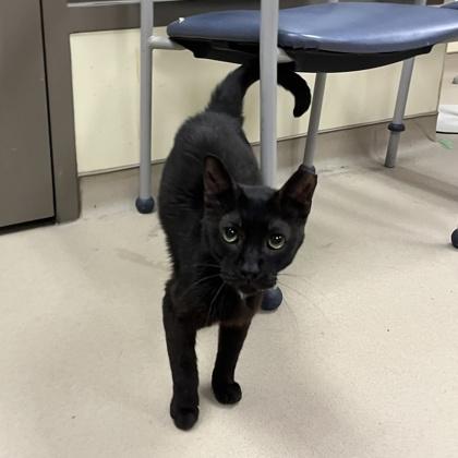 Neshaminy, a Adoptable mixed breed in Quakertown, PA image 3/3