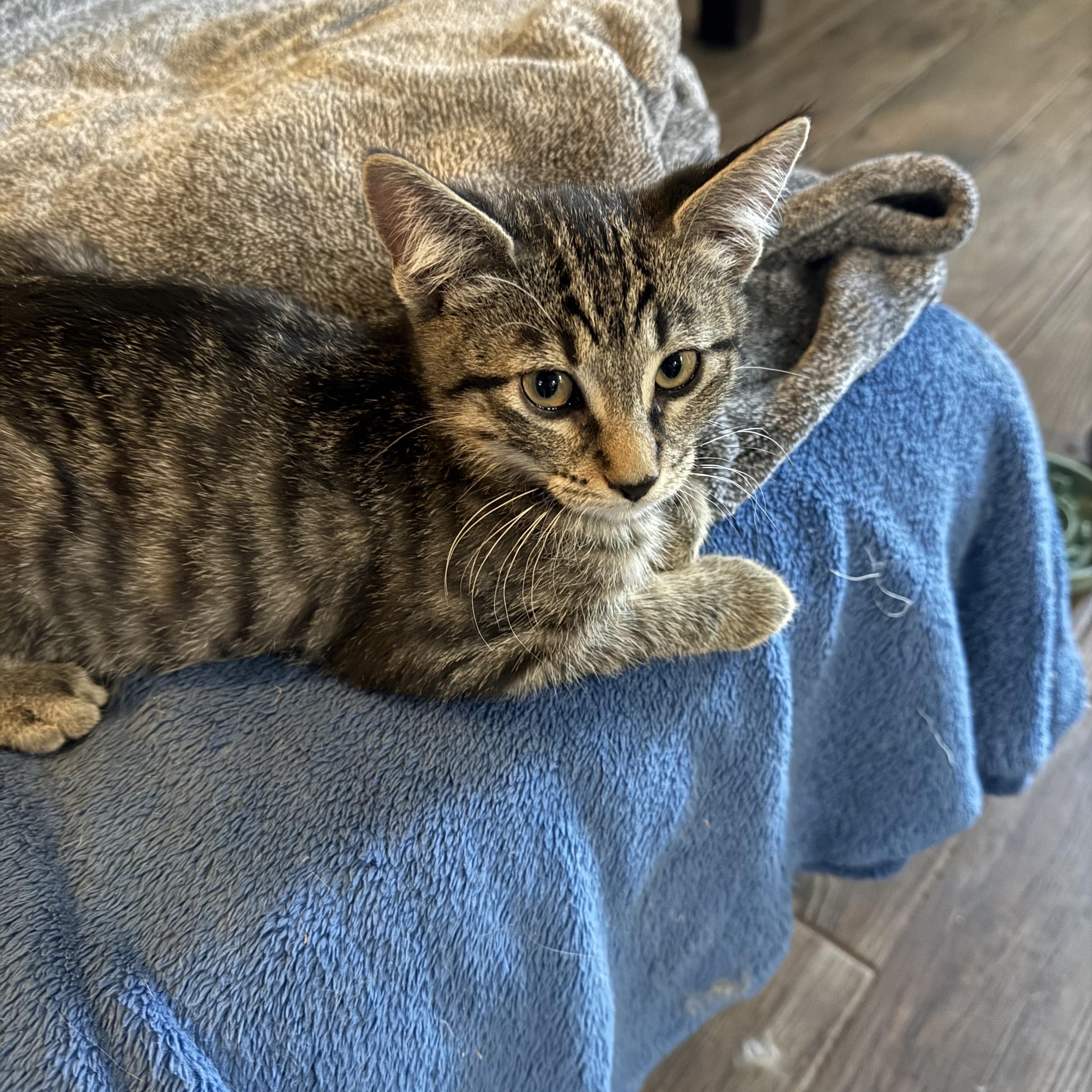 Mikey, Baby Male Domestic Short Hair