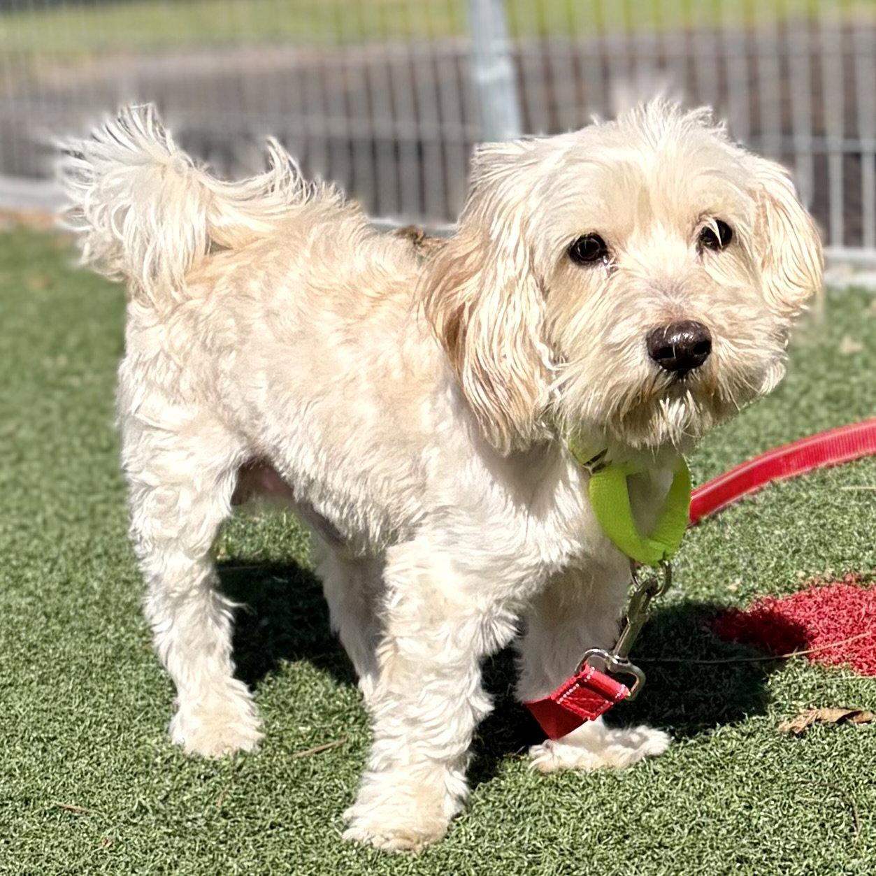 Kobe, Adoptable, Adult Male Maltese & Shih Tzu.