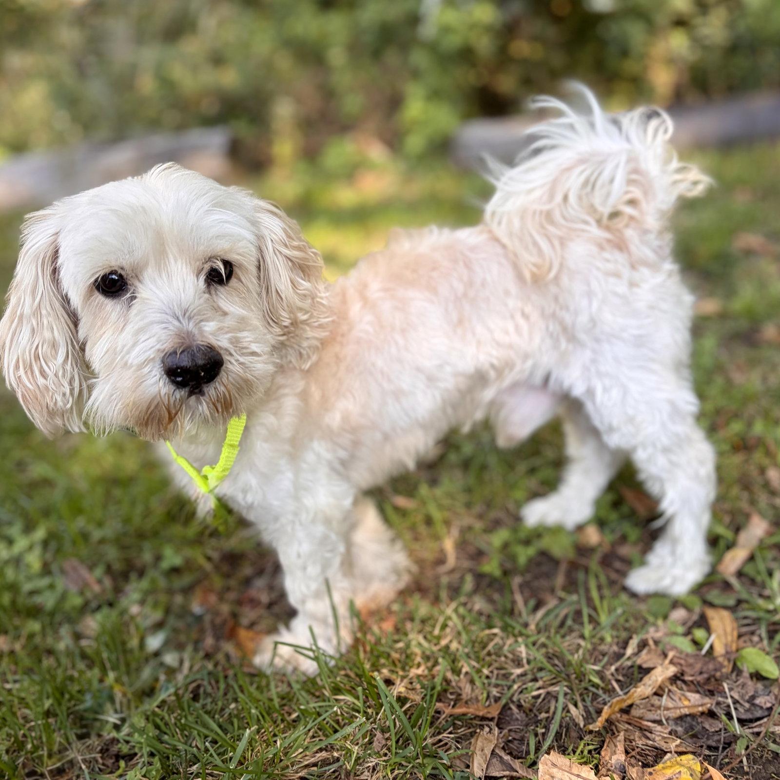 Enlarge Kobe, a Adoptable mixed breed in Whitehall, PA image 2/3