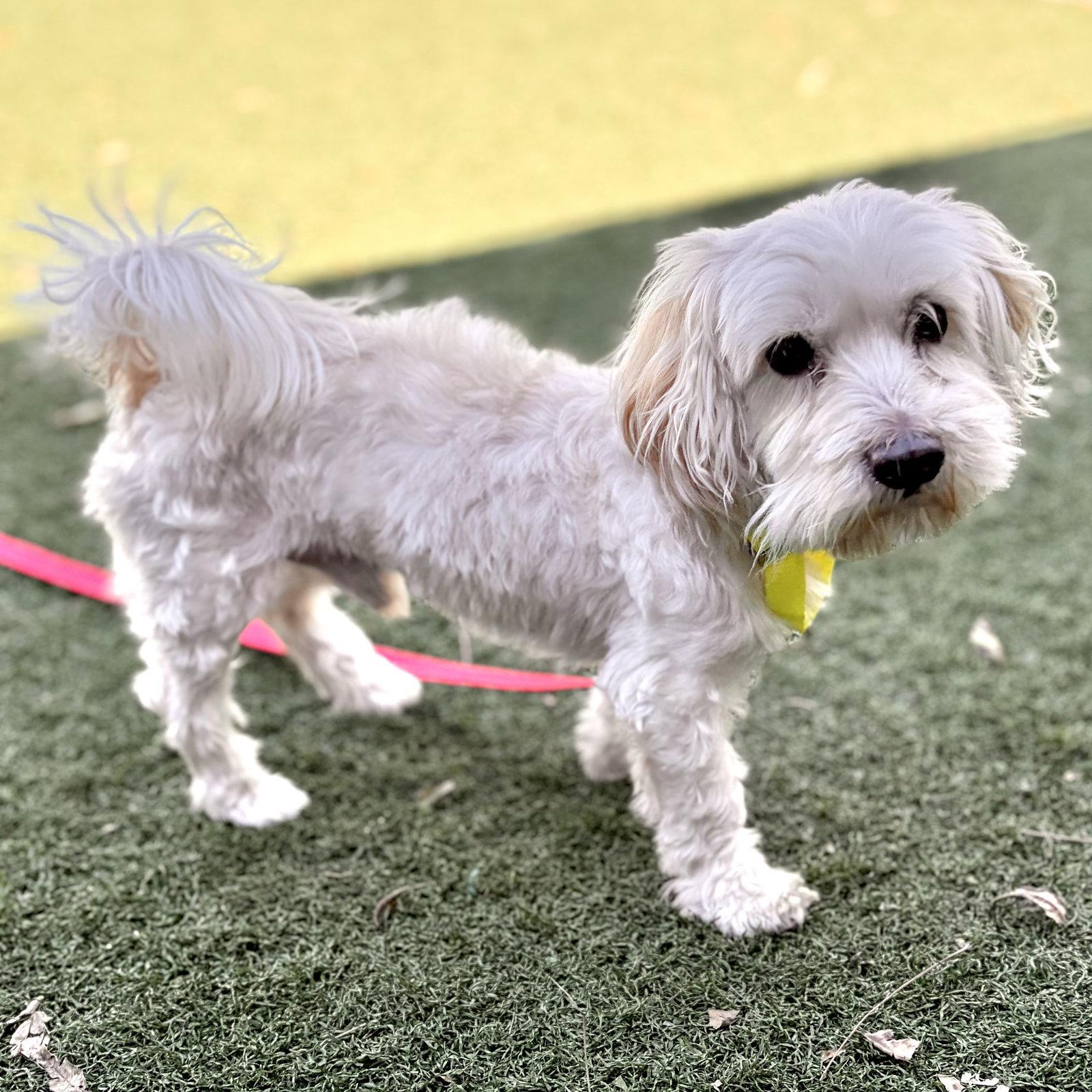 Enlarge Kobe, a Adoptable mixed breed in Whitehall, PA image 3/3