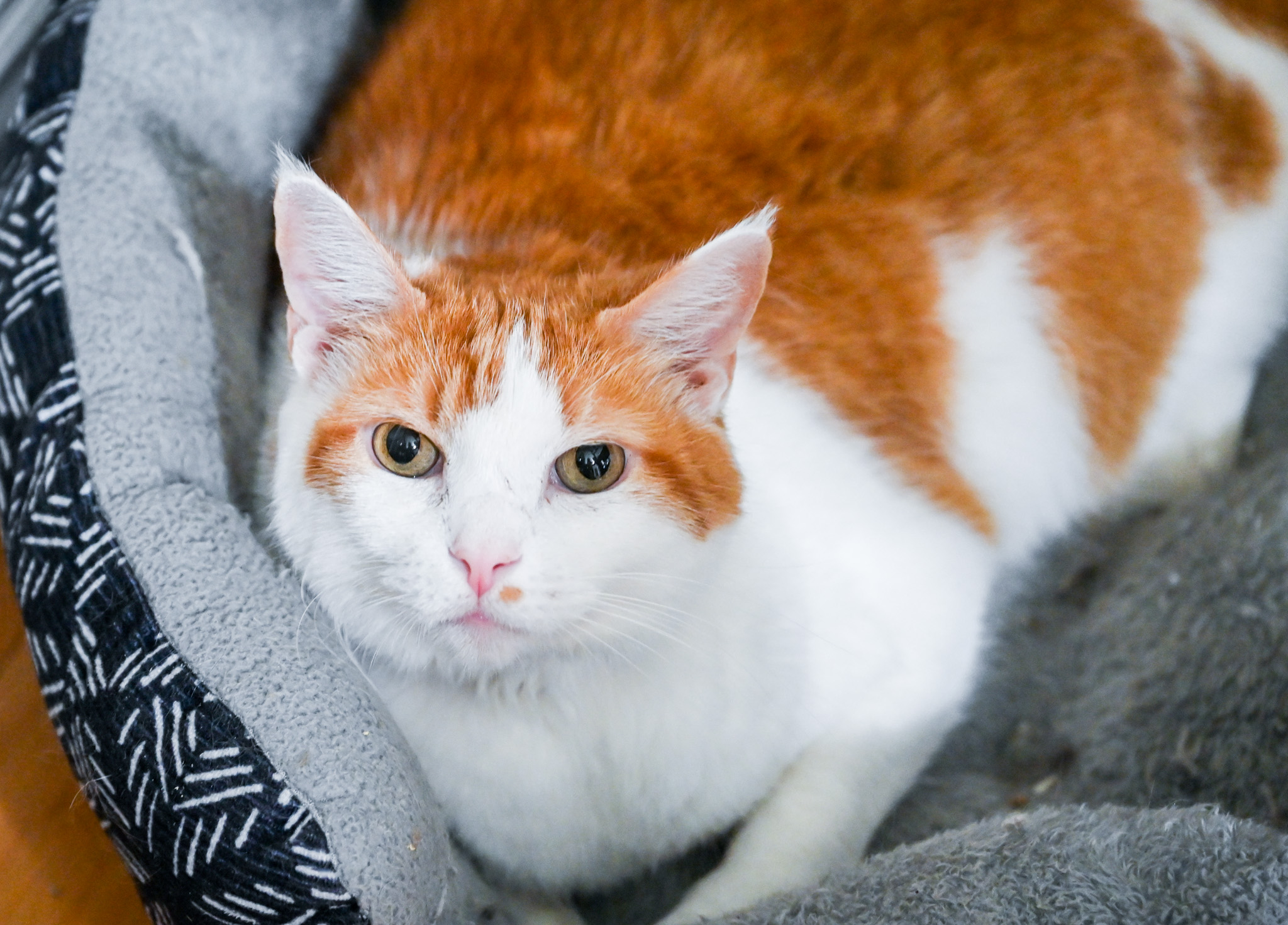 Finnegan, a Adoptable mixed breed in Chattanooga, TN image 2/8