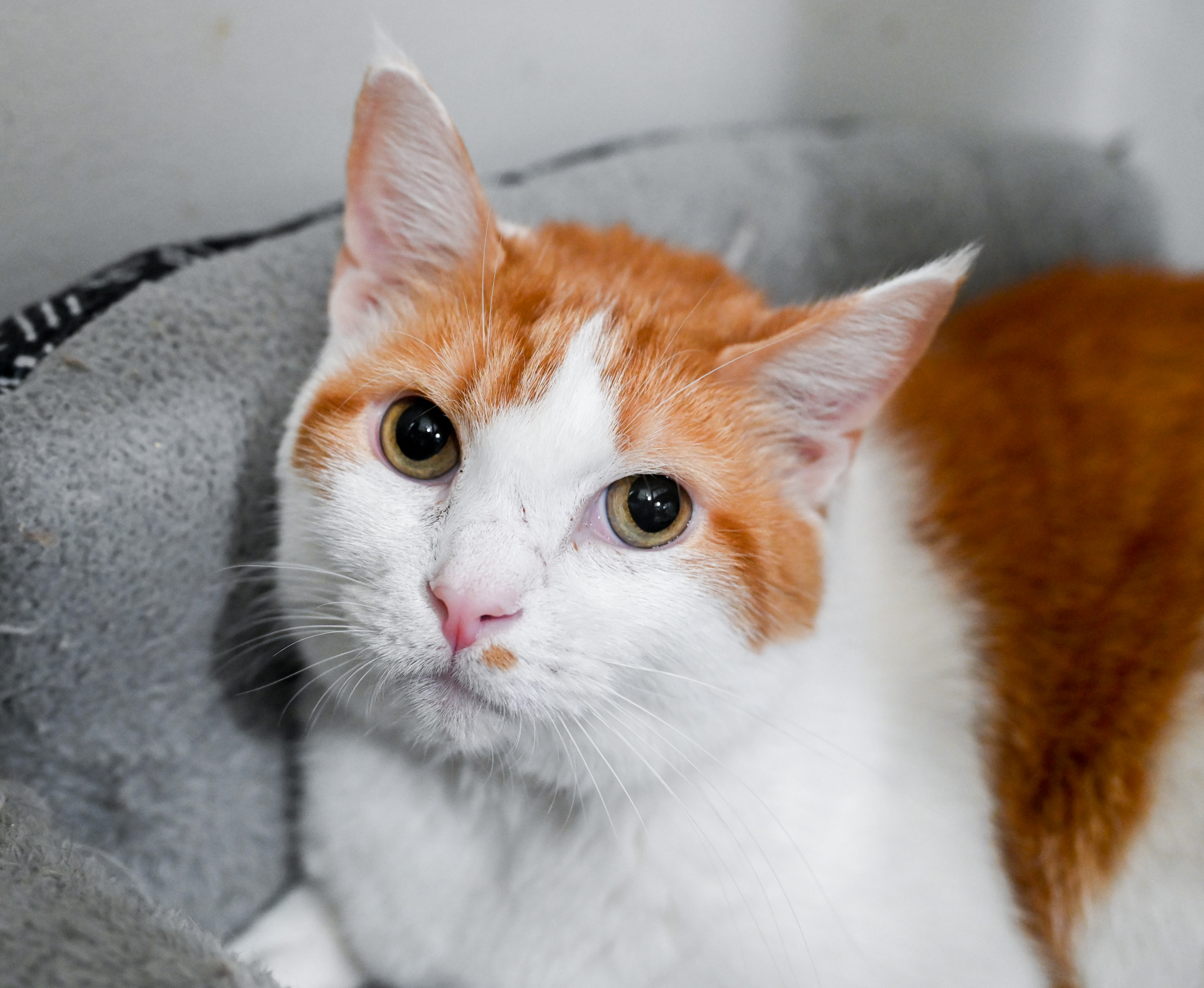 Finnegan, a Adoptable mixed breed in Chattanooga, TN image 5/8