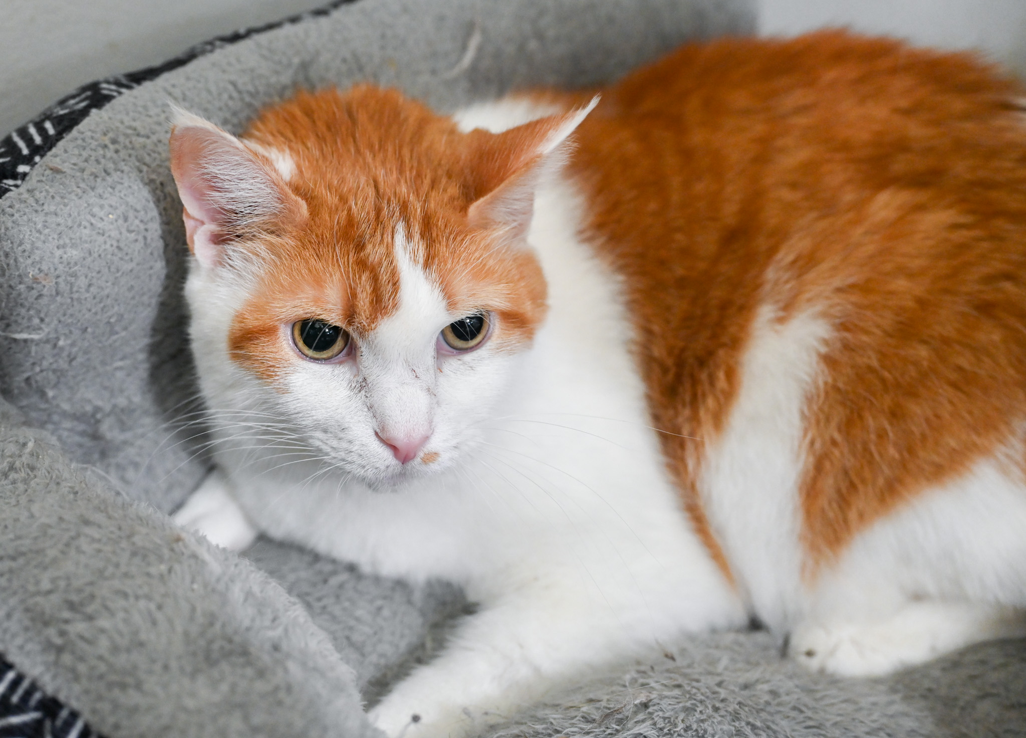 Enlarge Finnegan, a Adoptable mixed breed in Chattanooga, TN image 7/8