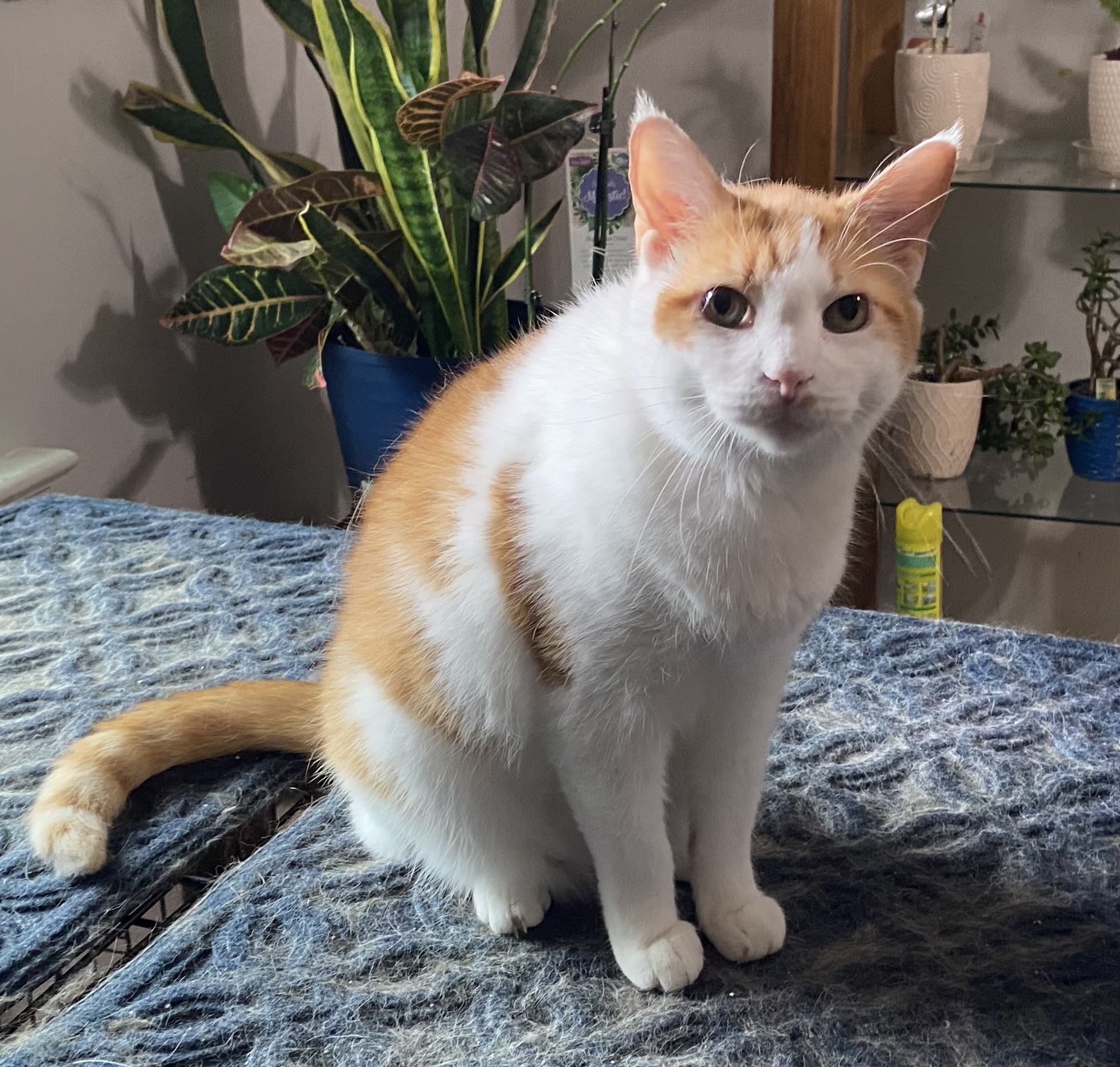 Finnegan, a Adoptable mixed breed in Chattanooga, TN image 1/8