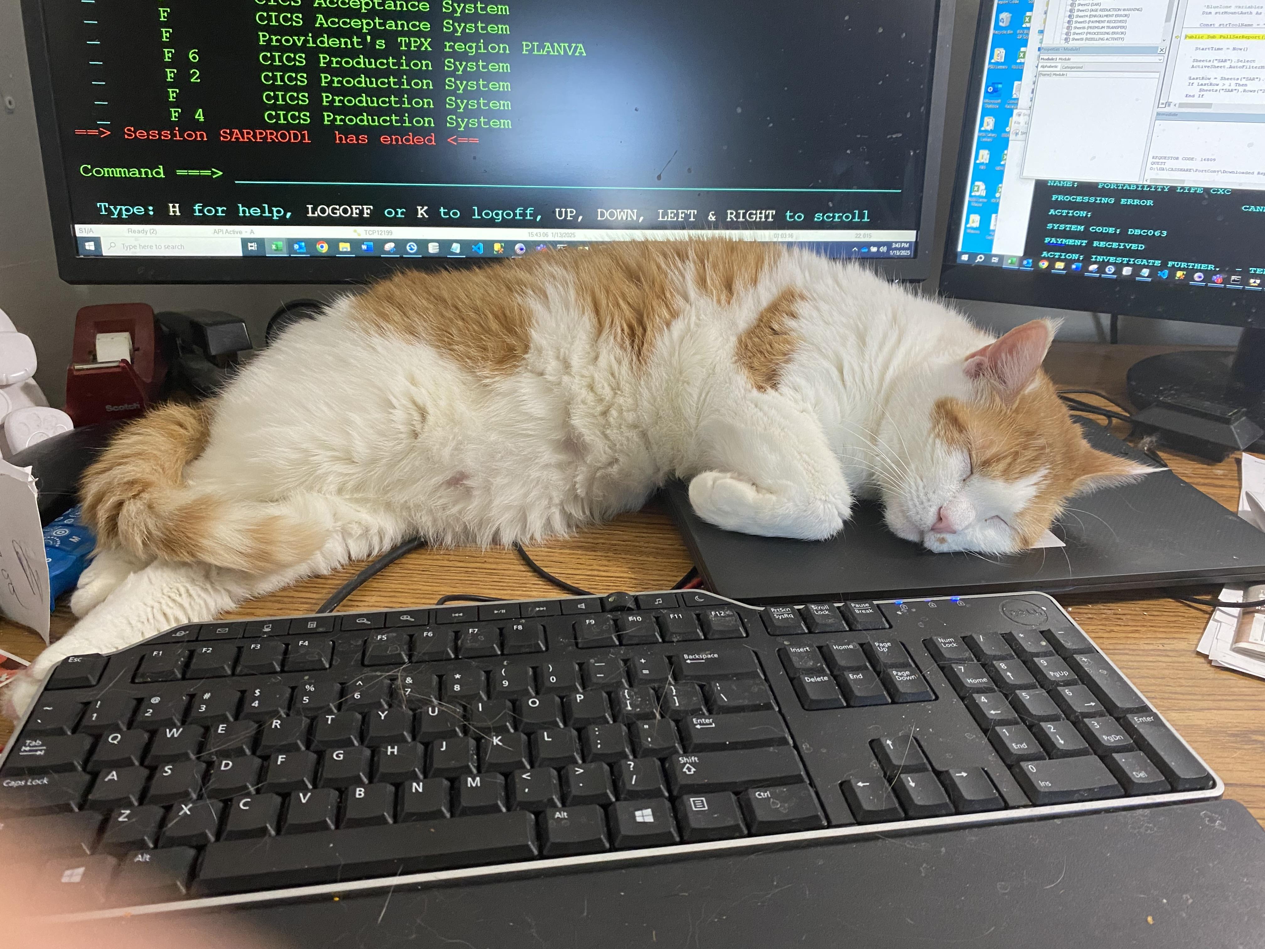 Finnegan, a Adoptable mixed breed in Chattanooga, TN image 3/8