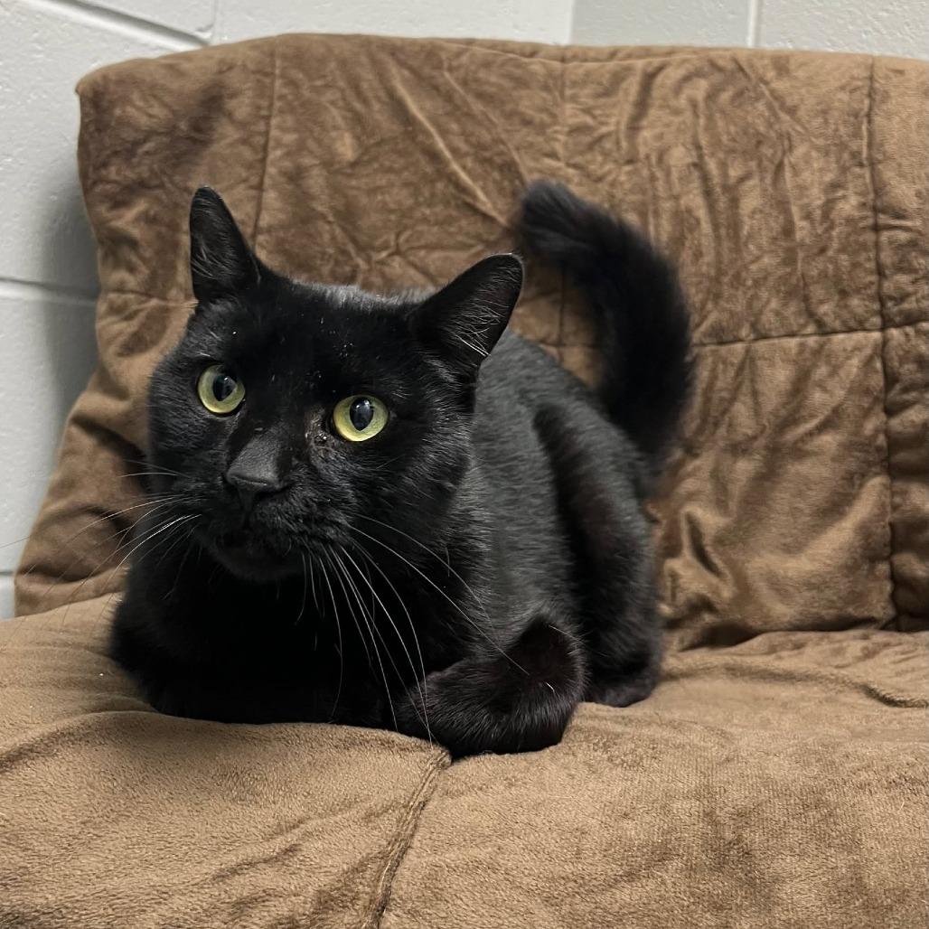 Cadbury, Adoptable, Adult Male Domestic Short Hair.