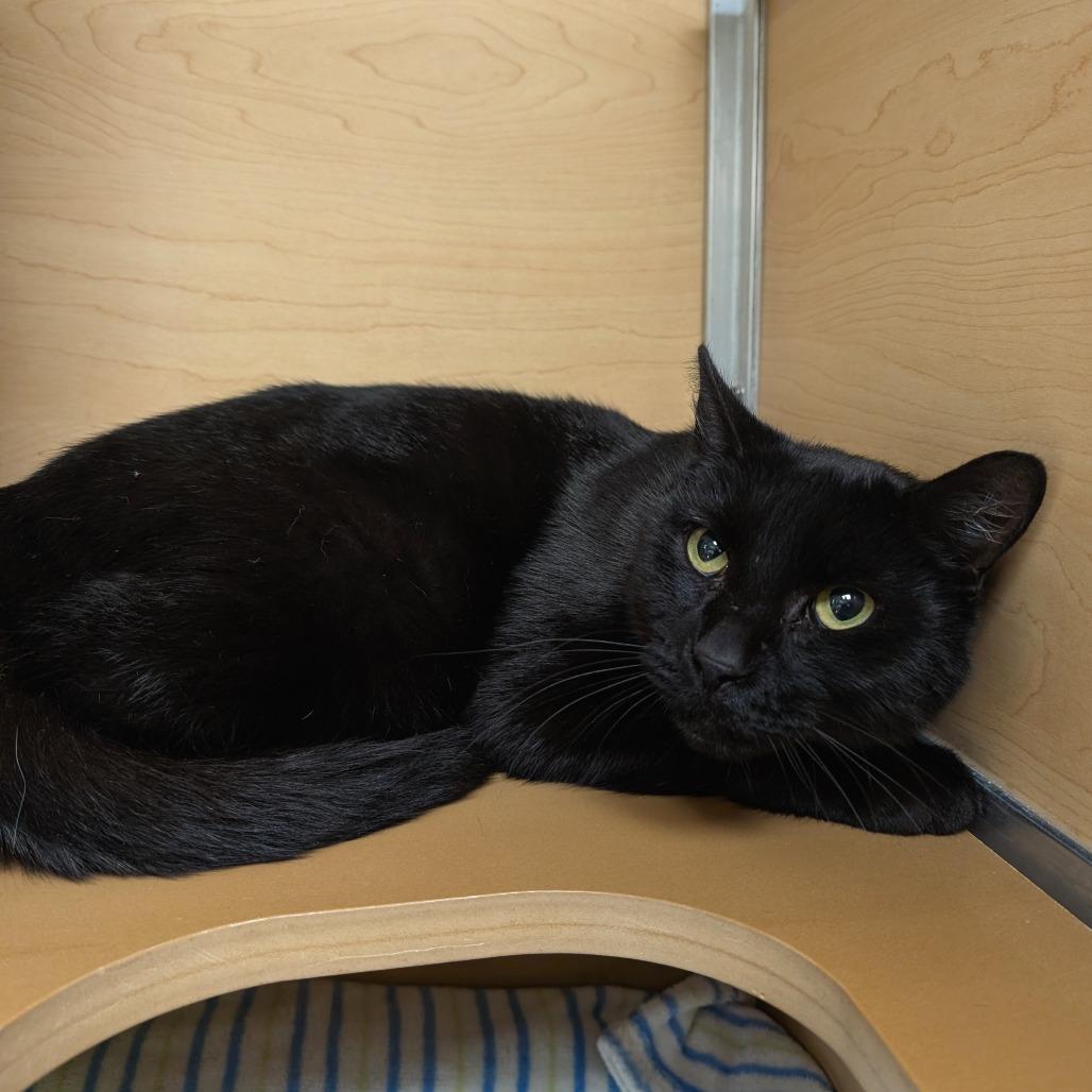 Enlarge Cadbury, a Adoptable Domestic Short Hair in Brookfield, WI image 2/2