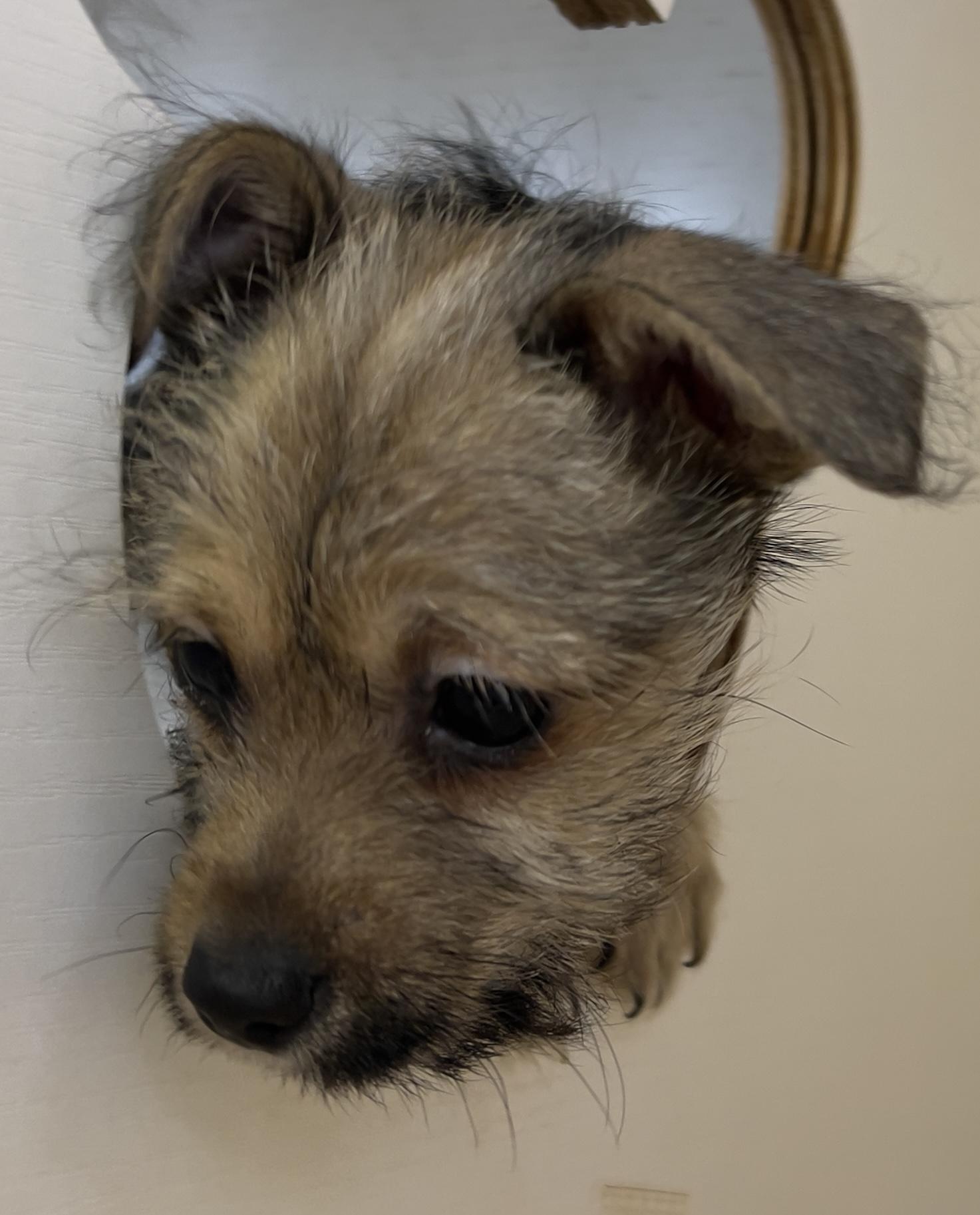 Enlarge Pebbles, an adopted mixed breed in Hawthorne, CA image 3/3