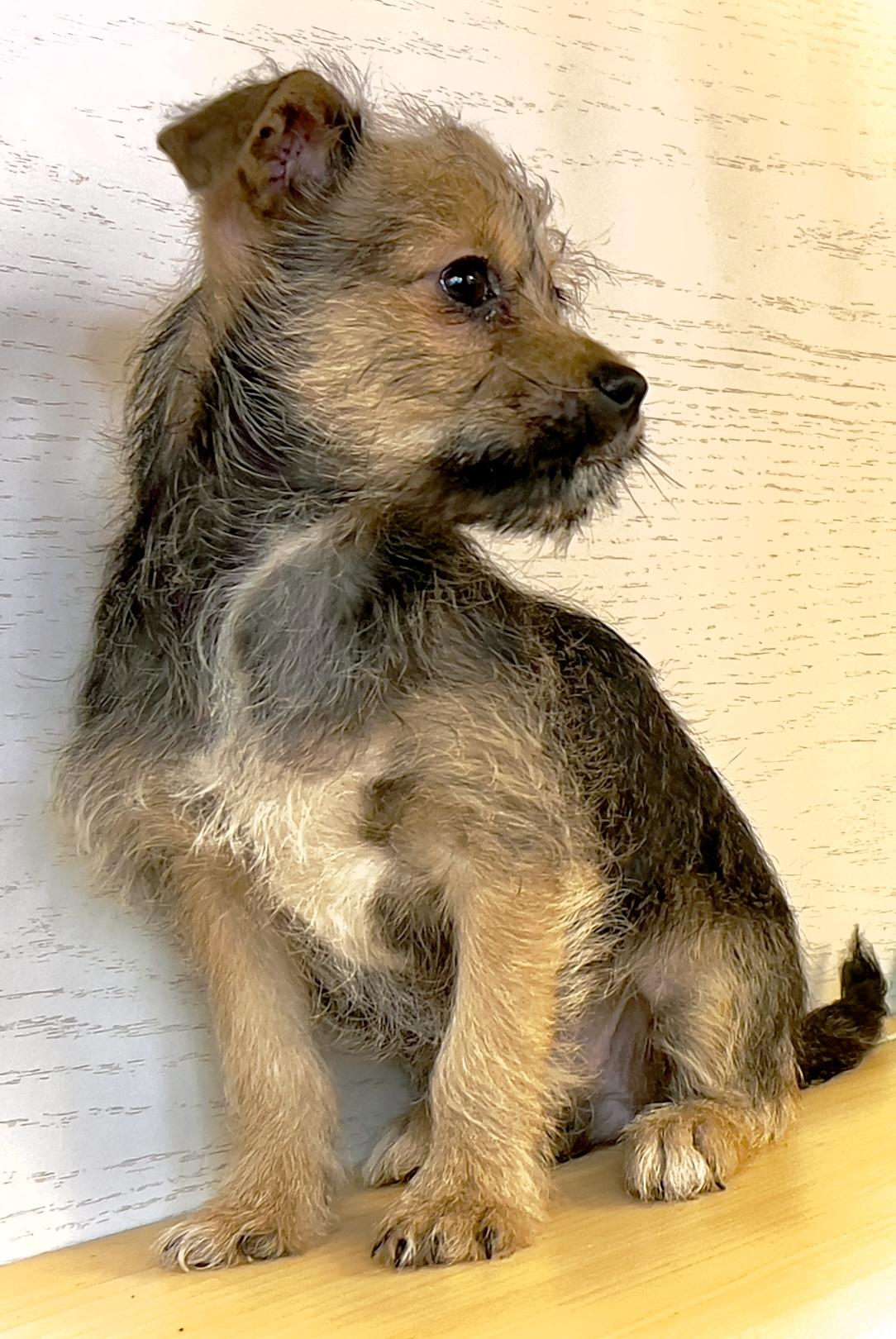 Enlarge Pebbles, an adopted mixed breed in Hawthorne, CA image 2/3