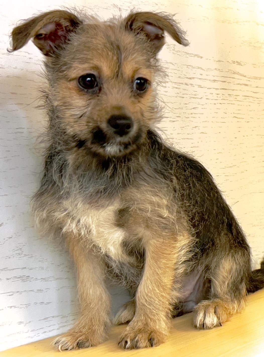 Pebbles, adopted, Puppy Female Toy Fox Terrier & Yorkshire Terrier.