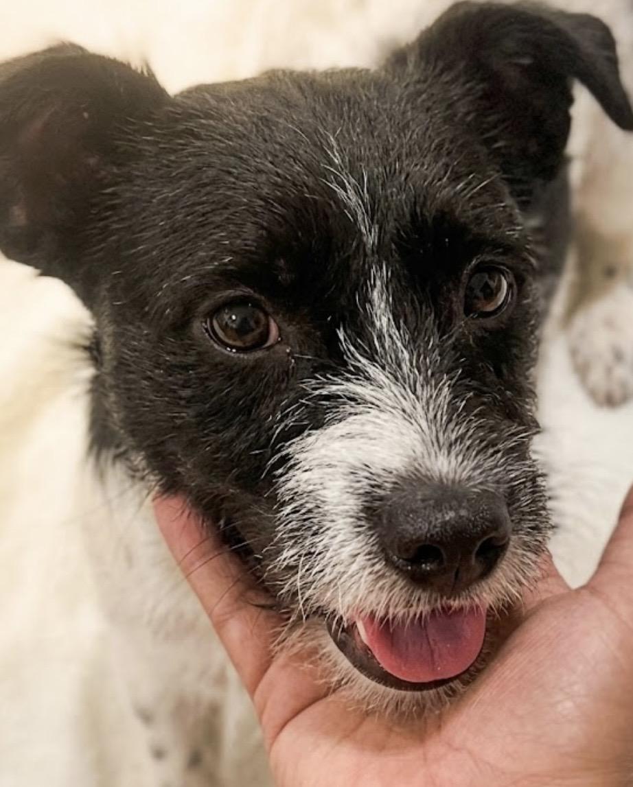 Willy! The Social Butterfly with a Soft Spot for Snuggles, ADOPTABLE, Young Male Cairn Terrier.