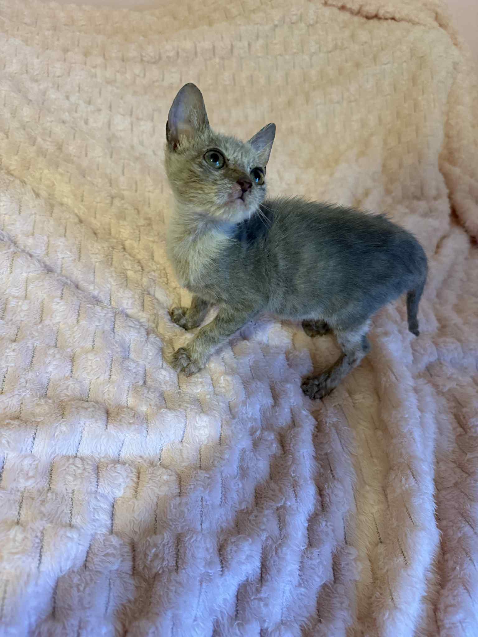 Enlarge Bobby, a Adoptable mixed breed in Barbourville, KY image 6/6