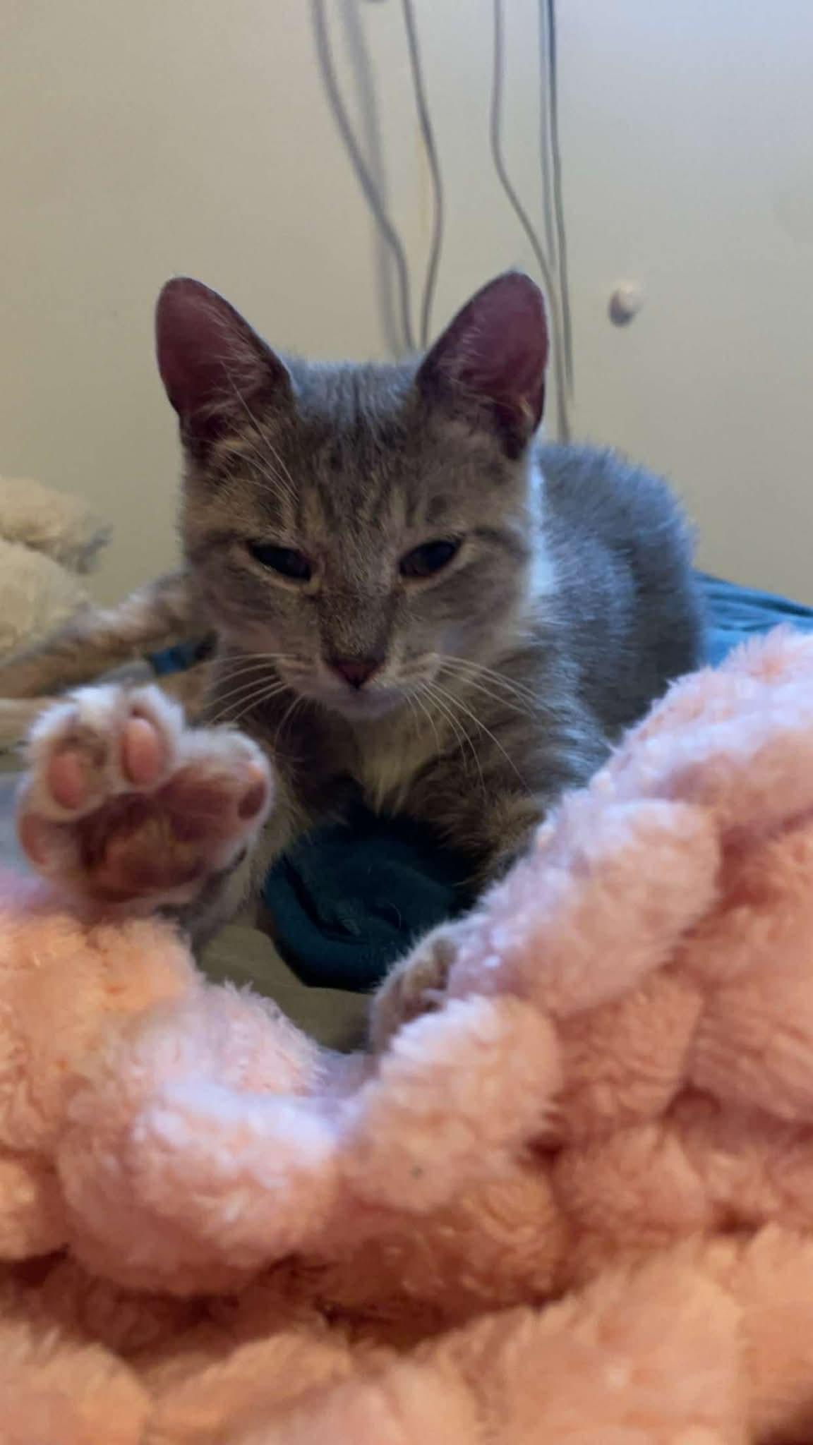 Enlarge Bobby, a Adoptable mixed breed in Barbourville, KY image 4/4