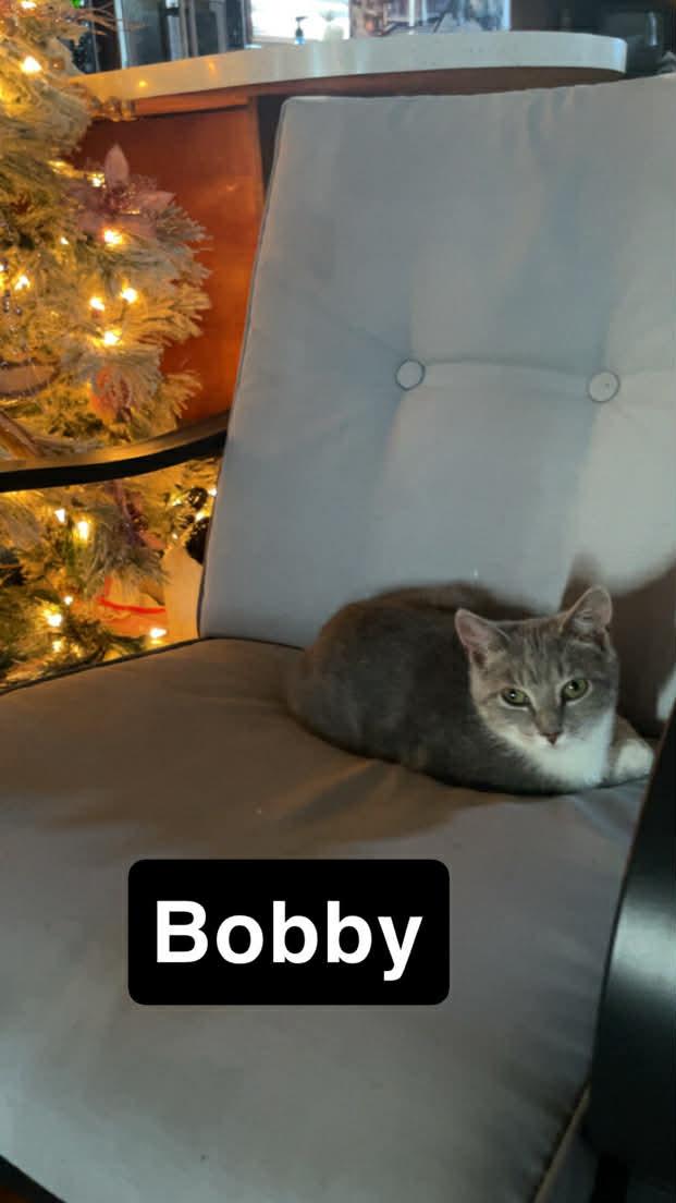 Enlarge Bobby, a Adoptable mixed breed in Barbourville, KY image 3/4