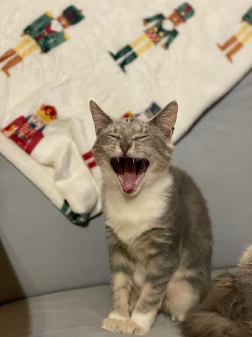 Enlarge Bobby, a Adoptable mixed breed in Barbourville, KY image 2/4