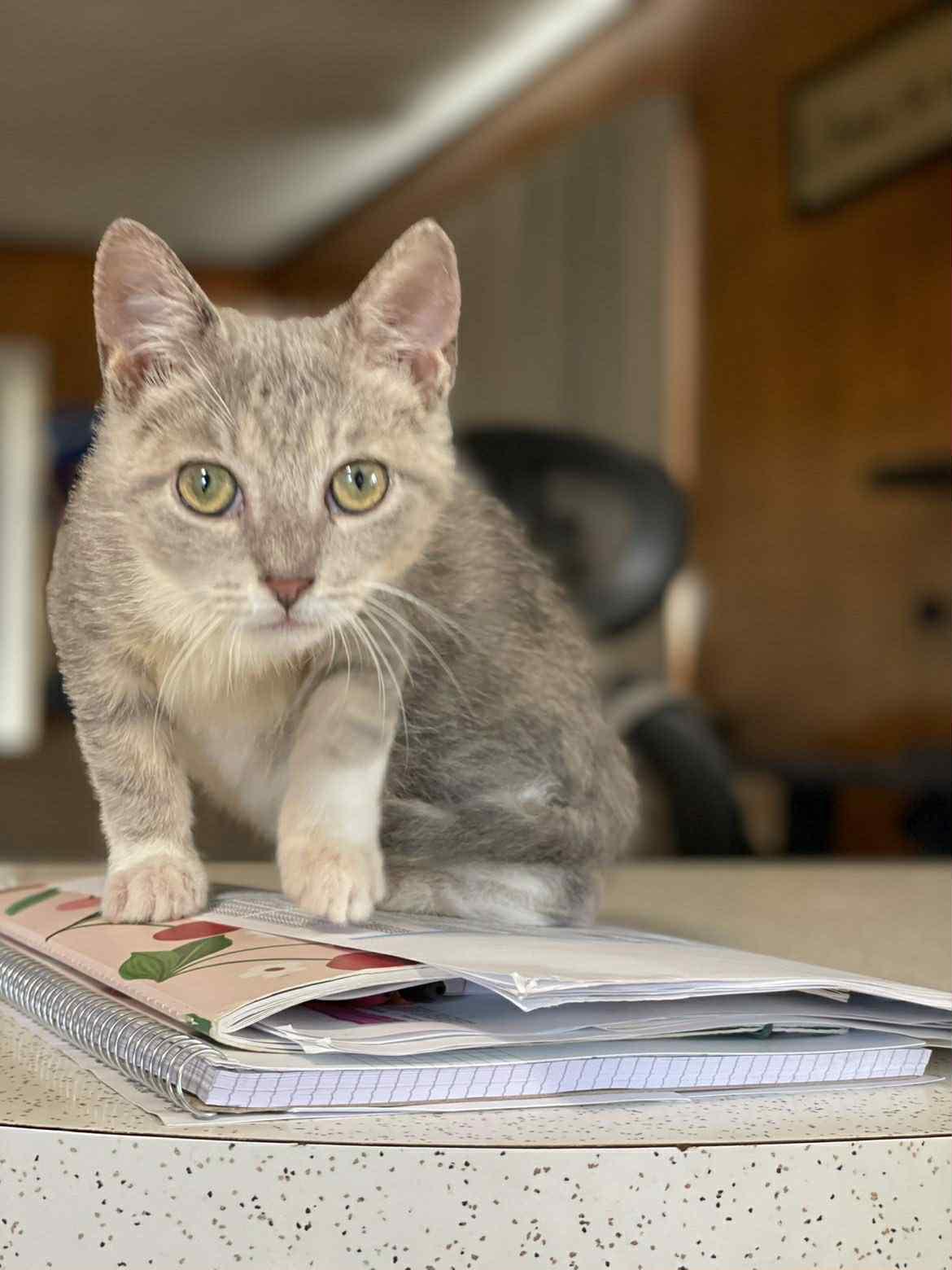 Enlarge Bobby, a Adoptable mixed breed in Barbourville, KY image 3/6