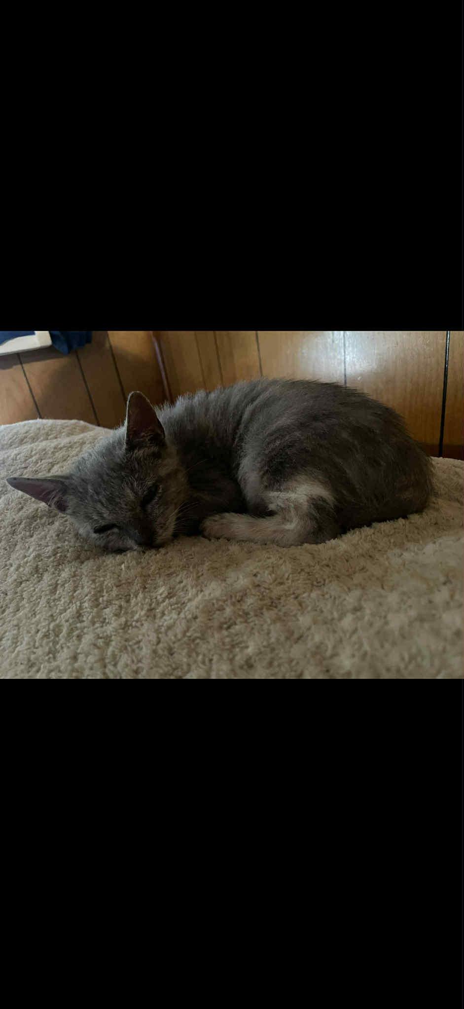 Bobby, Adoptable, Kitten Male Domestic Short Hair.