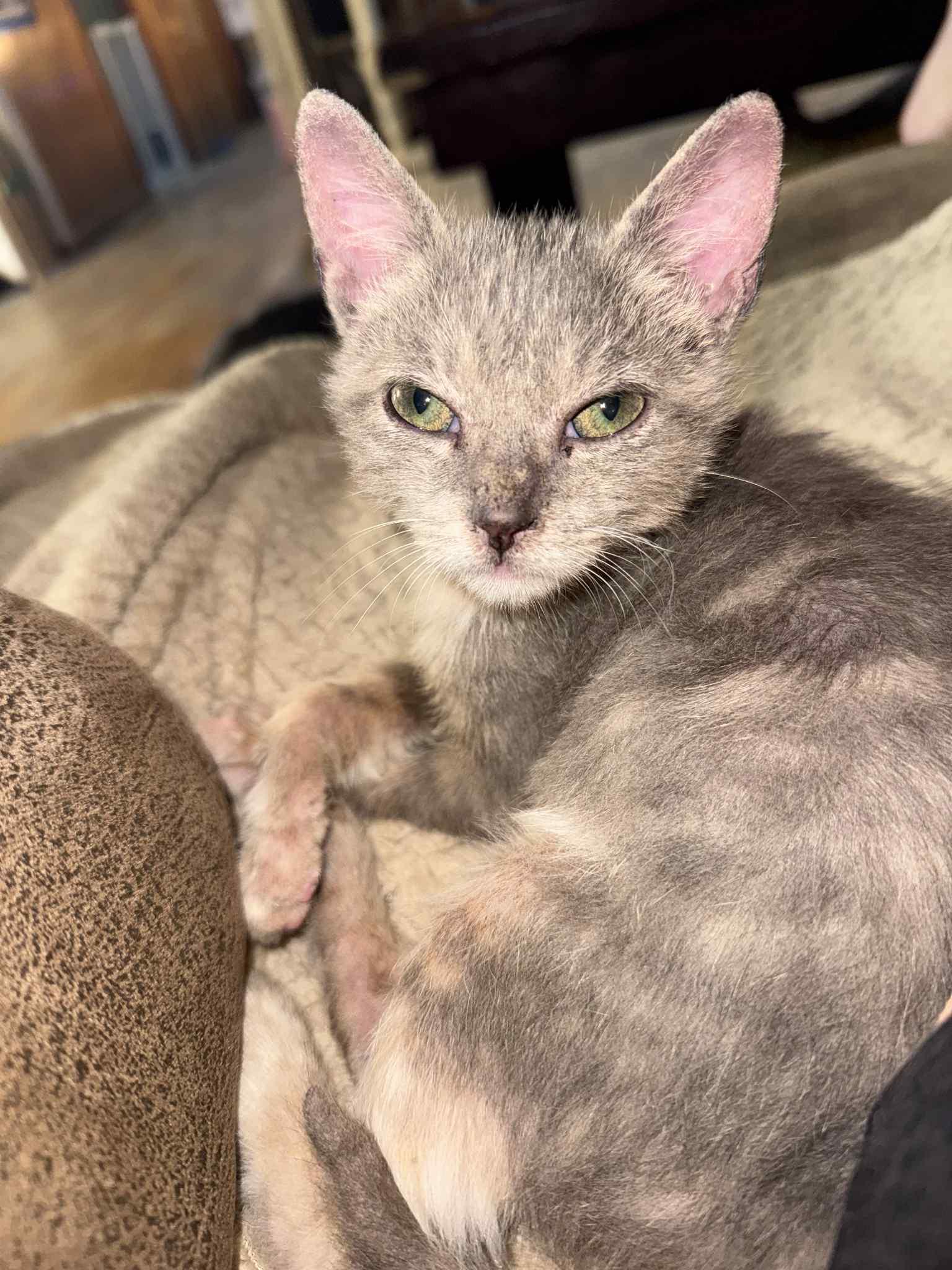 Enlarge Bobby, a Adoptable mixed breed in Barbourville, KY image 5/6