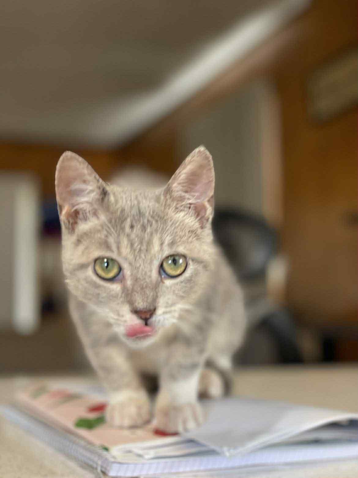 Enlarge Bobby, a Adoptable mixed breed in Barbourville, KY image 4/6
