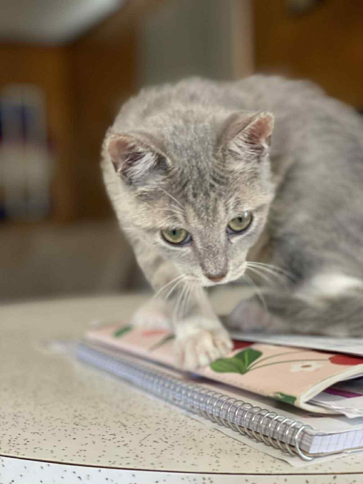 Enlarge Bobby, a Adoptable mixed breed in Barbourville, KY image 2/6
