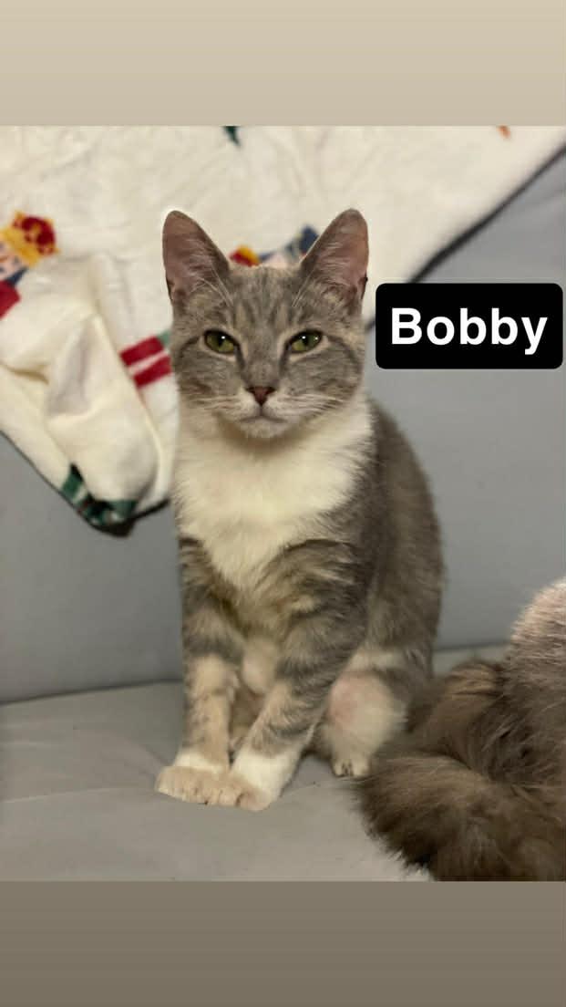 Bobby, Adoptable, Kitten Male Domestic Short Hair.
