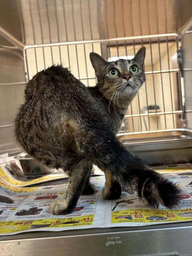 Enlarge Linda, a Adoptable Tabby in Nacogdoches, TX image 1/1