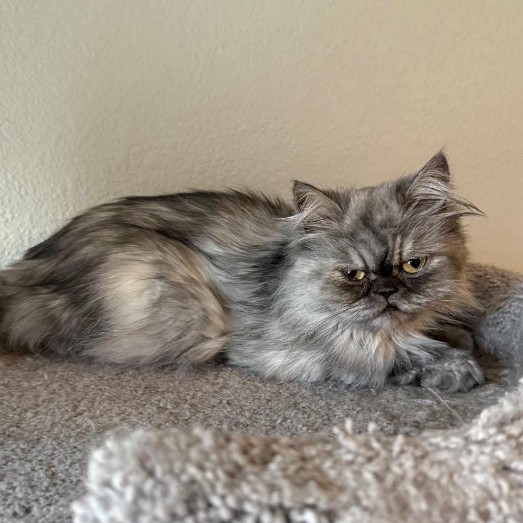 Luna, Adoptable, Adult Female Persian.