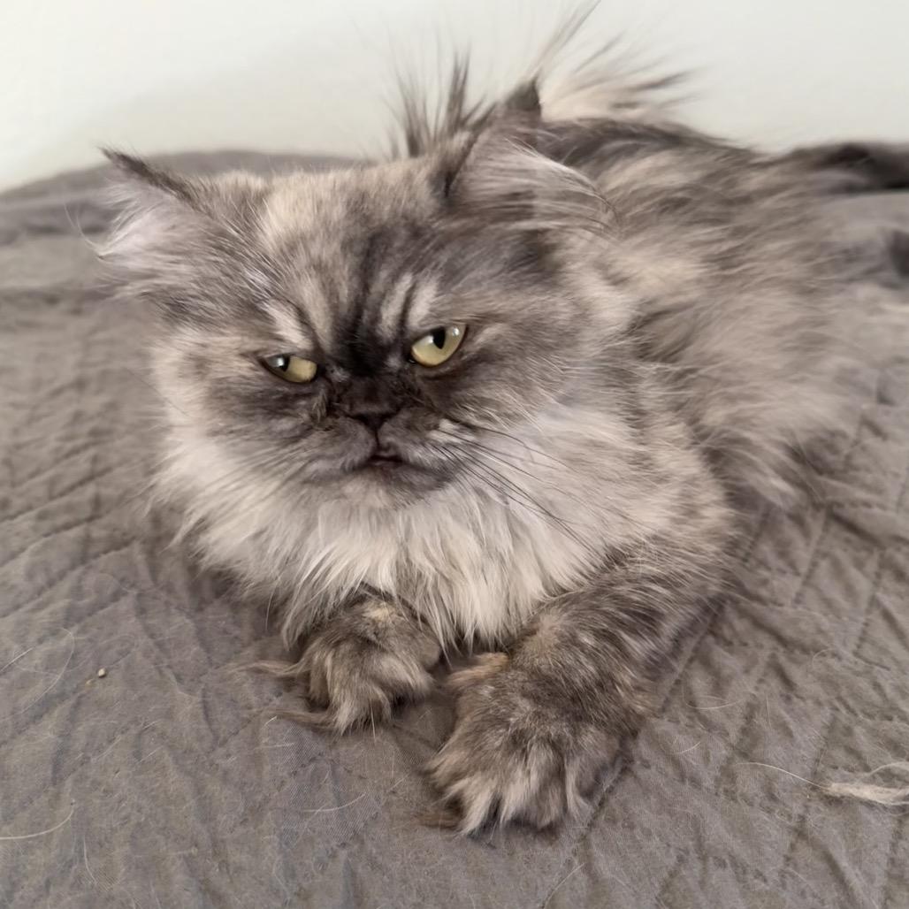 Enlarge Luna, a Adoptable Persian in Cedar Park, TX image 2/3