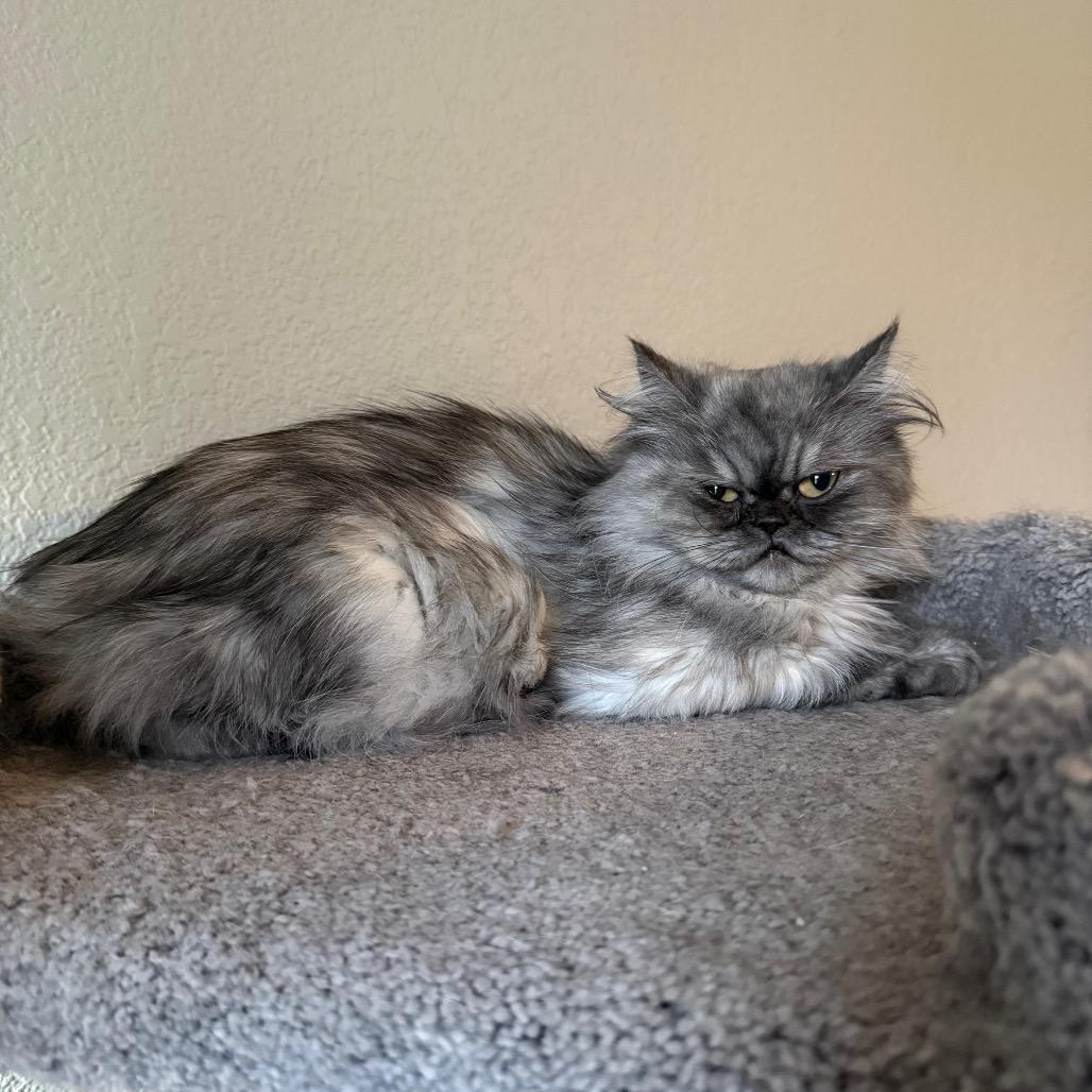 Enlarge Luna, a Adoptable Persian in Cedar Park, TX image 3/3