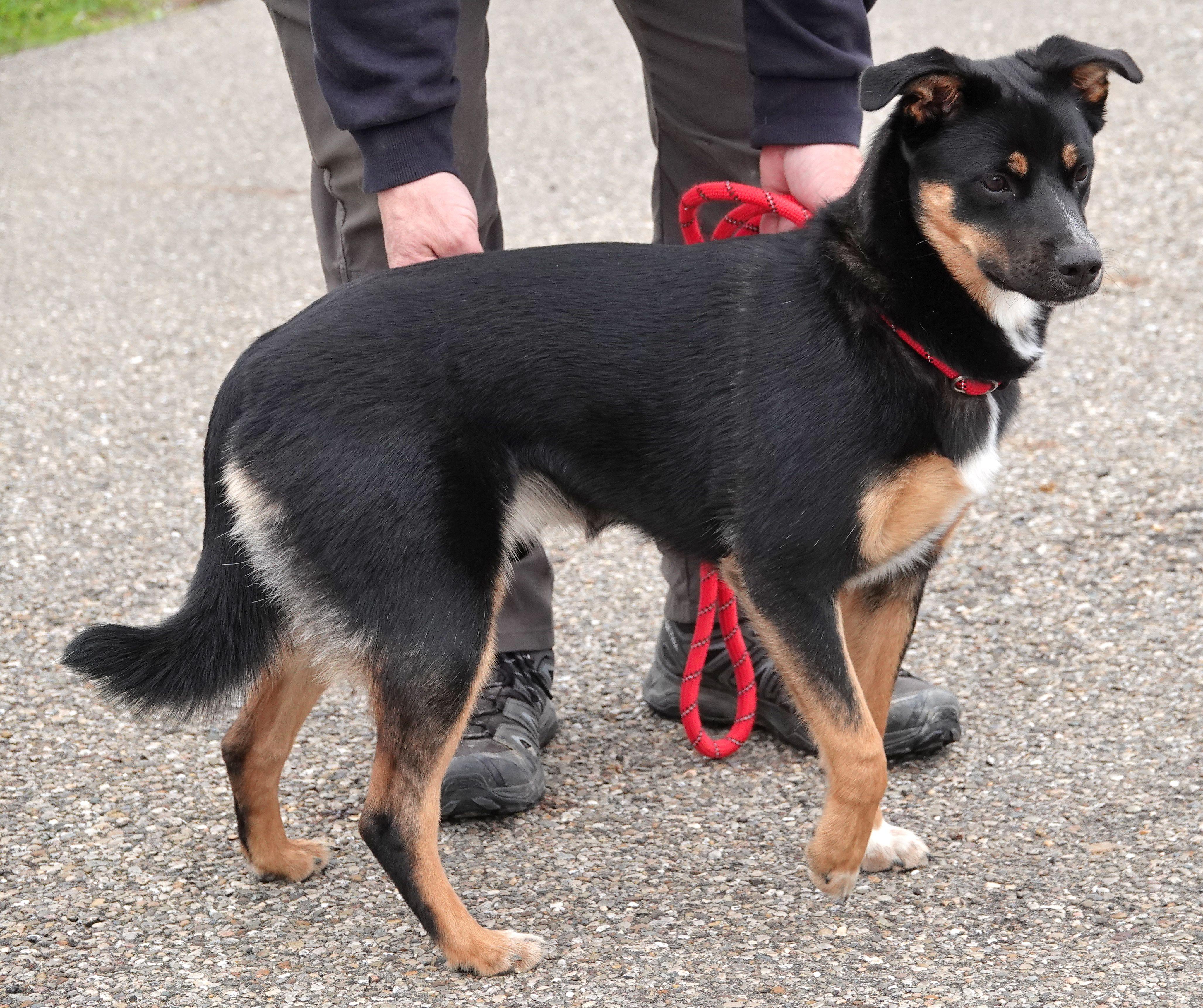 Enlarge Brandy - RESCUED, an adopted mixed breed in Millfield, OH image 3/4
