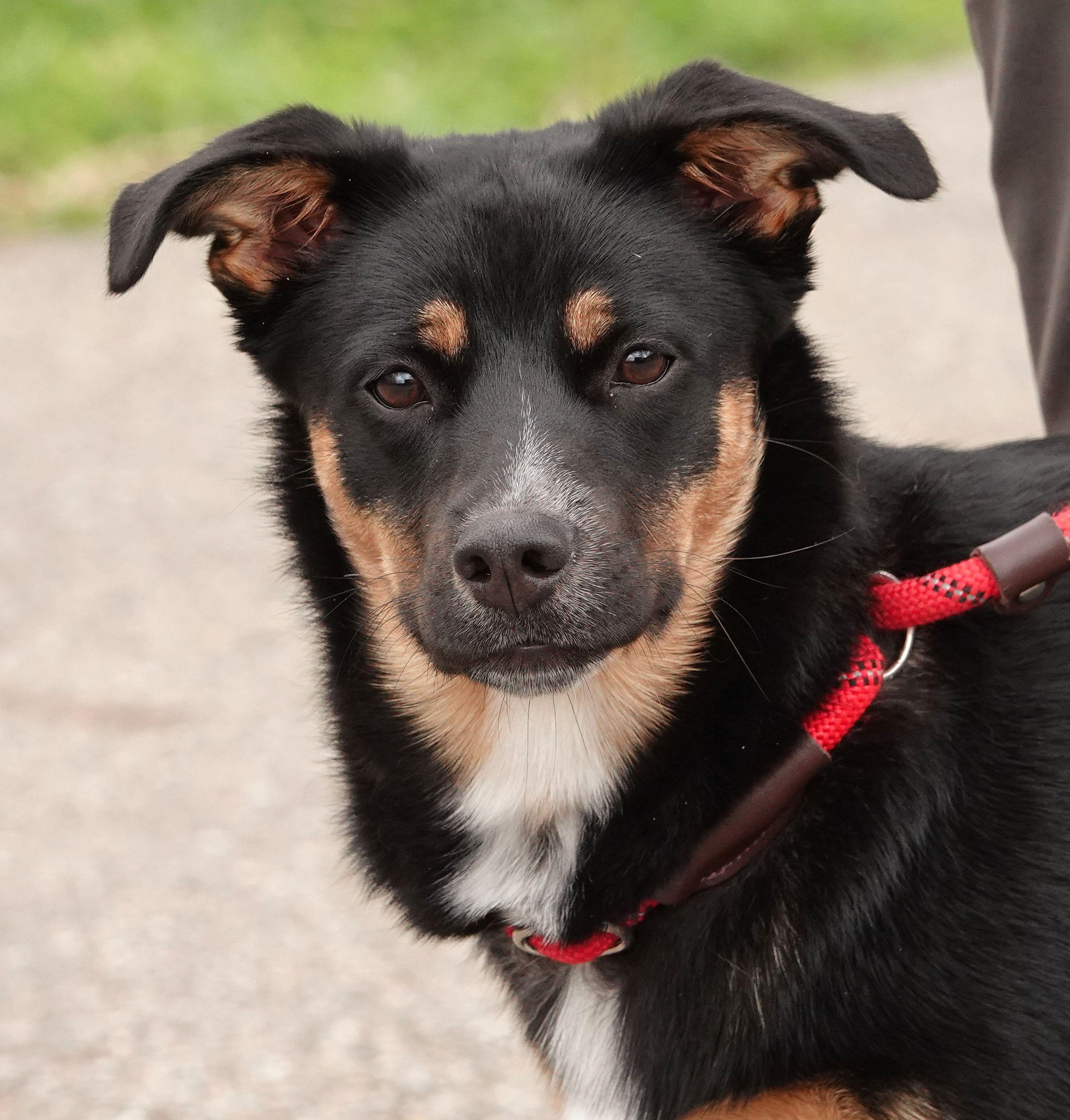 Enlarge Brandy - RESCUED, an adopted mixed breed in Millfield, OH image 1/4