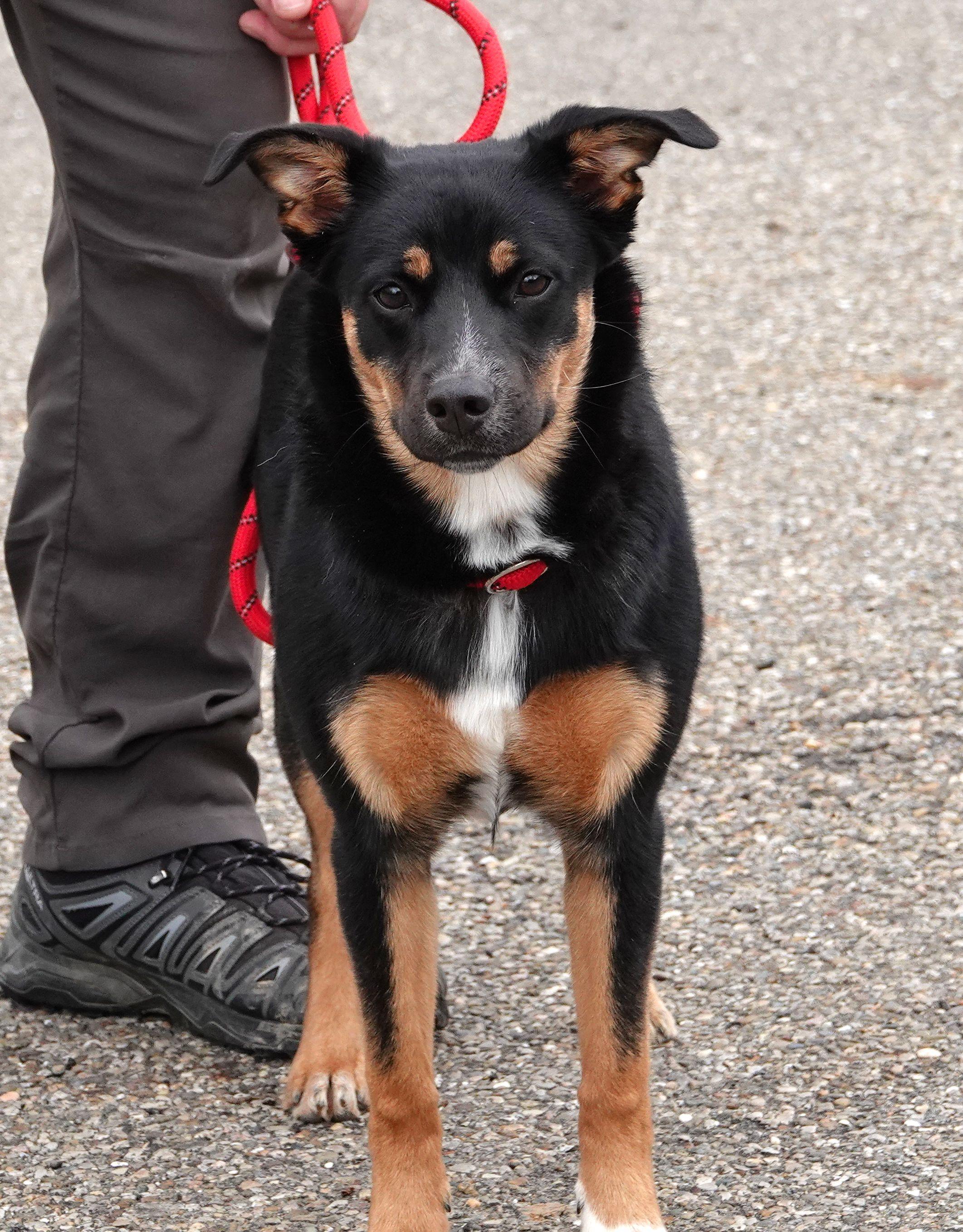 Enlarge Brandy - RESCUED, an adopted mixed breed in Millfield, OH image 4/4