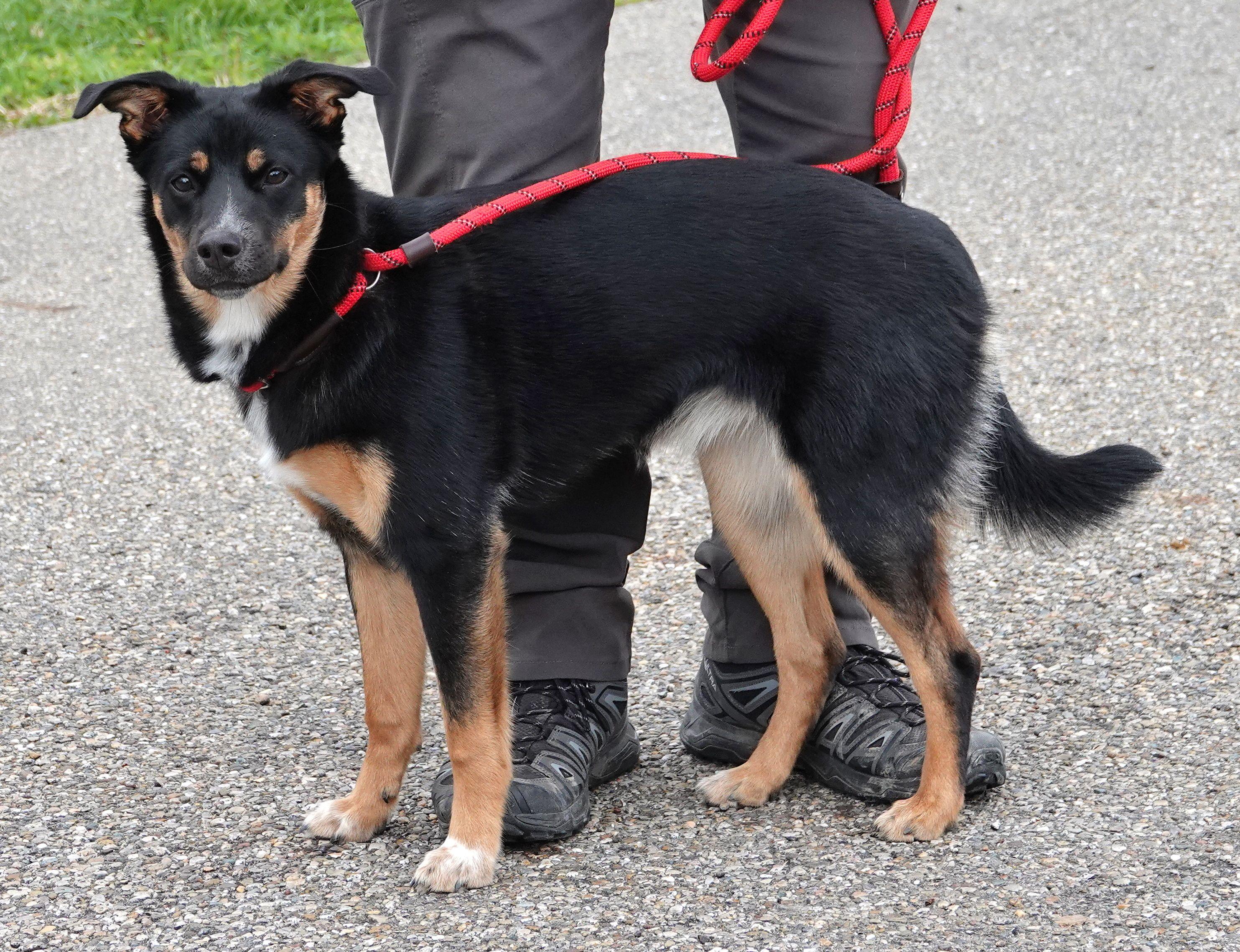 Enlarge Brandy - RESCUED, an adopted mixed breed in Millfield, OH image 2/4