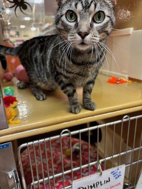 Satchmo, Adoptable, Adult Male Domestic Short Hair.