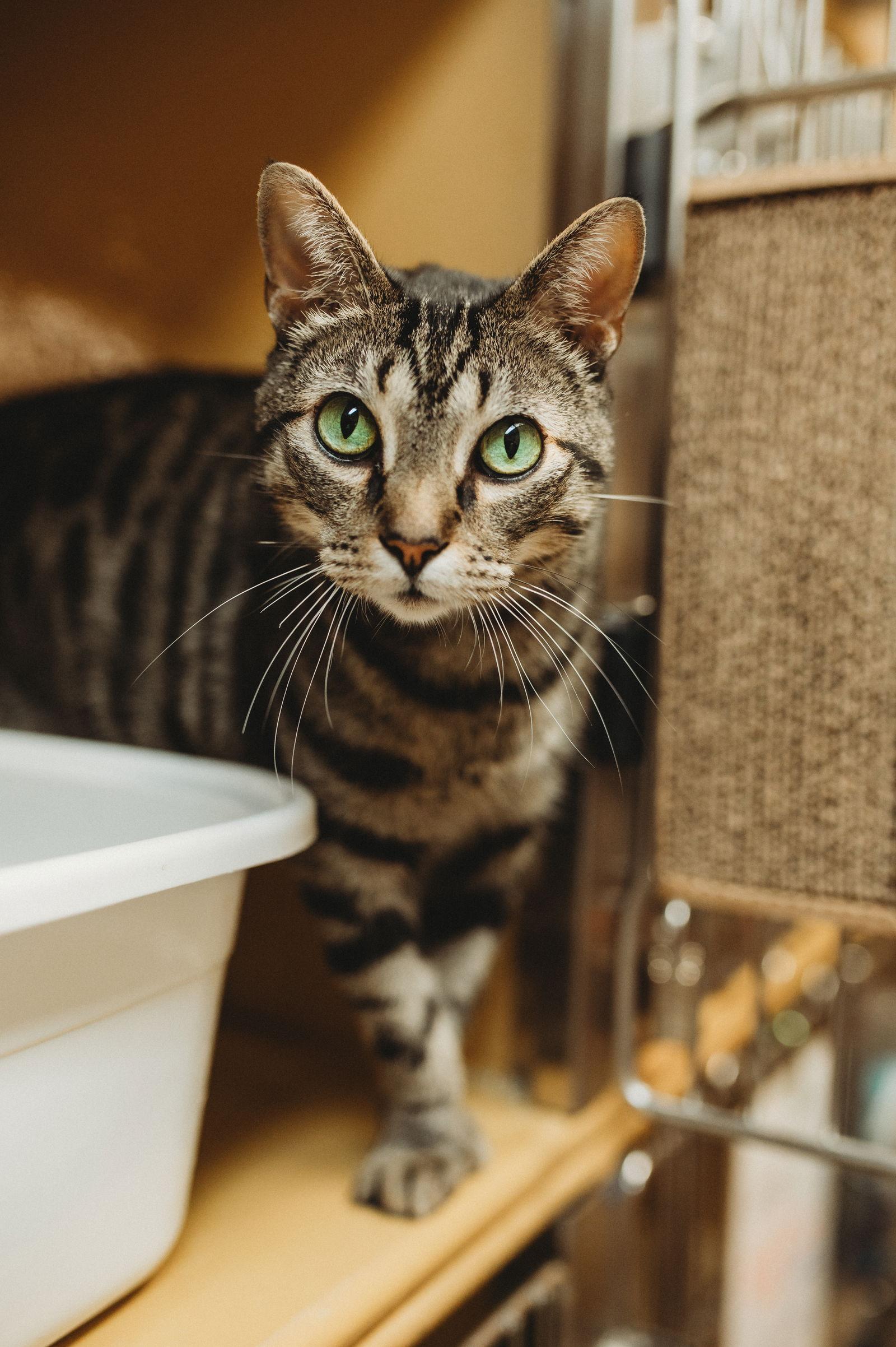 Enlarge Satchmo, a Adoptable Domestic Short Hair in McKinney, TX image 2/3