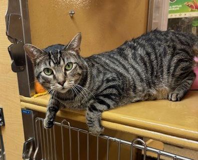 Enlarge Satchmo, a Adoptable Domestic Short Hair in McKinney, TX image 3/3
