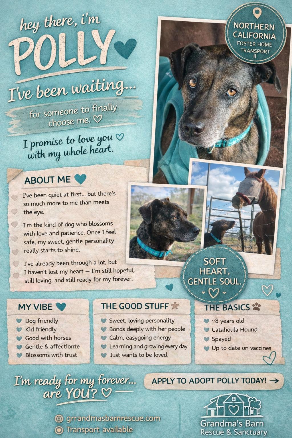 Enlarge Polly, a Adoptable Catahoula Leopard Dog in Sparks, NV image 1/3
