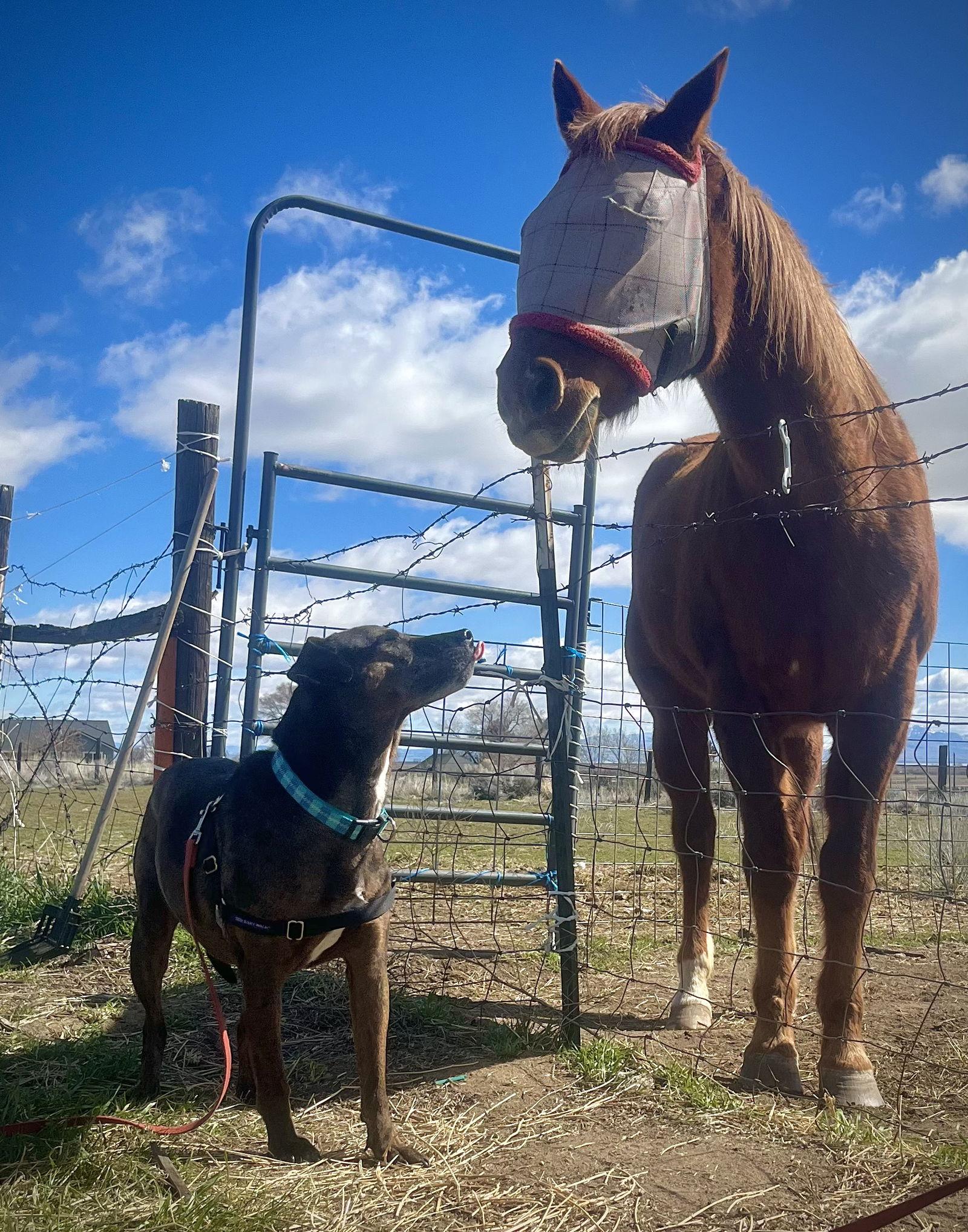 Enlarge Polly, a Adoptable Catahoula Leopard Dog in Sparks, NV image 1/3