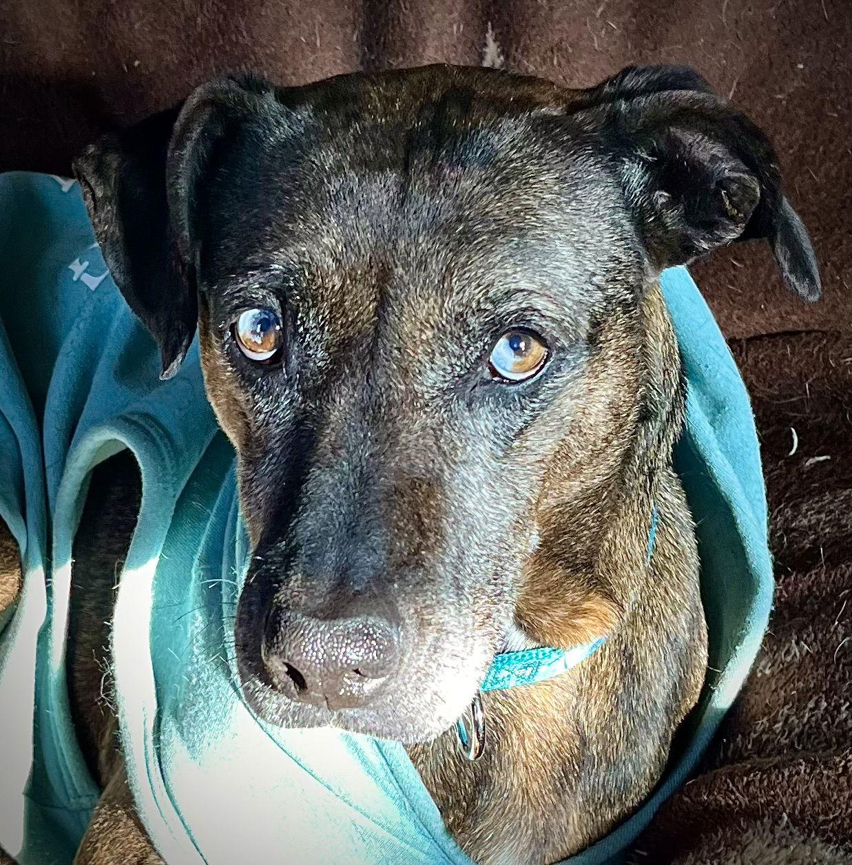 Enlarge Polly, a Adoptable Catahoula Leopard Dog in Sparks, NV image 2/3