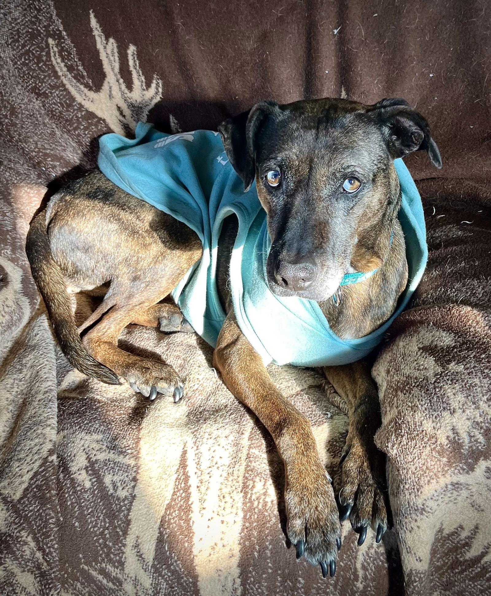 Enlarge Polly, a Adoptable Catahoula Leopard Dog in Sparks, NV image 3/3