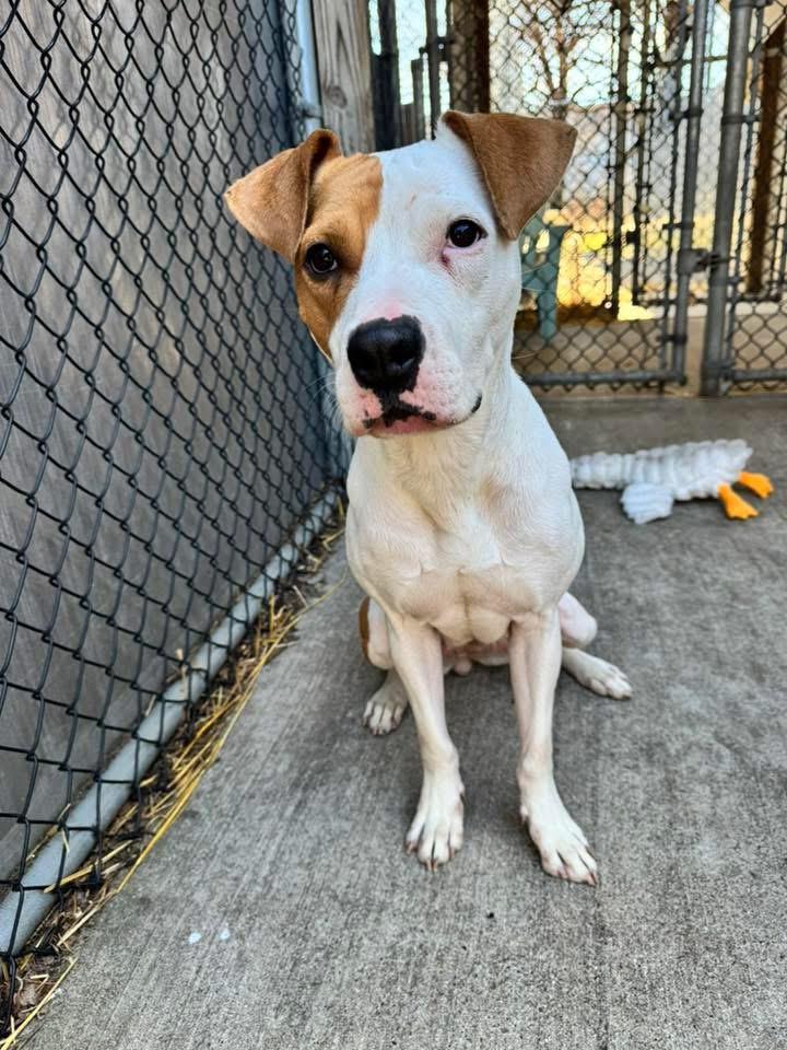 Enlarge Tik Tok, a ADOPTABLE Pit Bull Terrier in Chicago, IL image 3/5