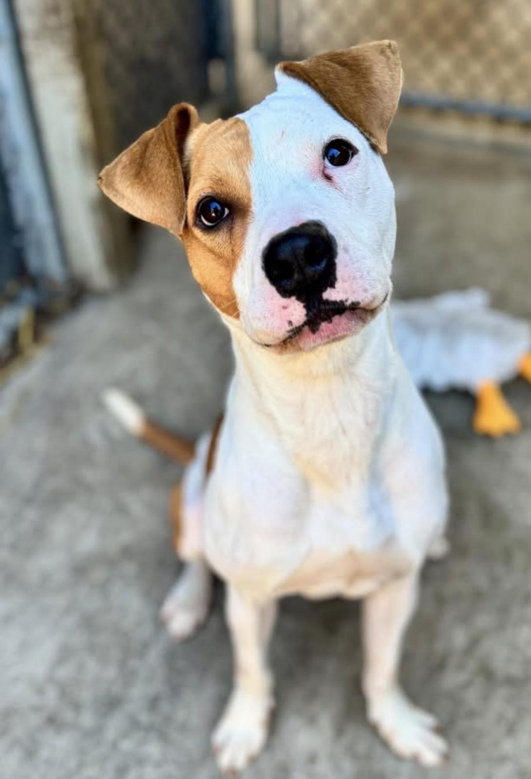 Enlarge Tik Tok, a ADOPTABLE Pit Bull Terrier in Chicago, IL image 1/5