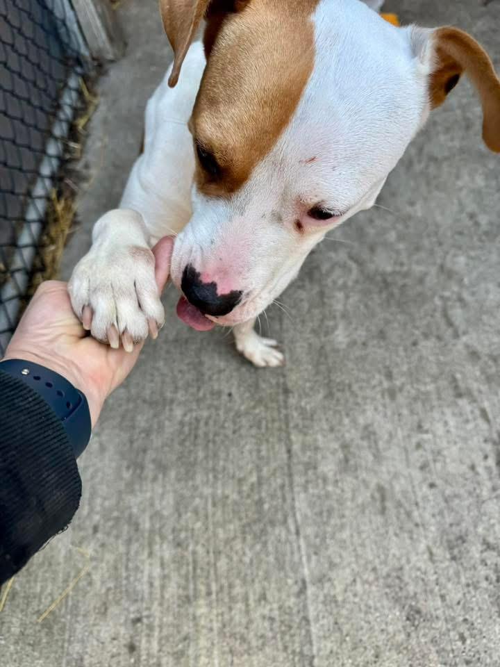 Enlarge Tik Tok, a ADOPTABLE Pit Bull Terrier in Chicago, IL image 2/5