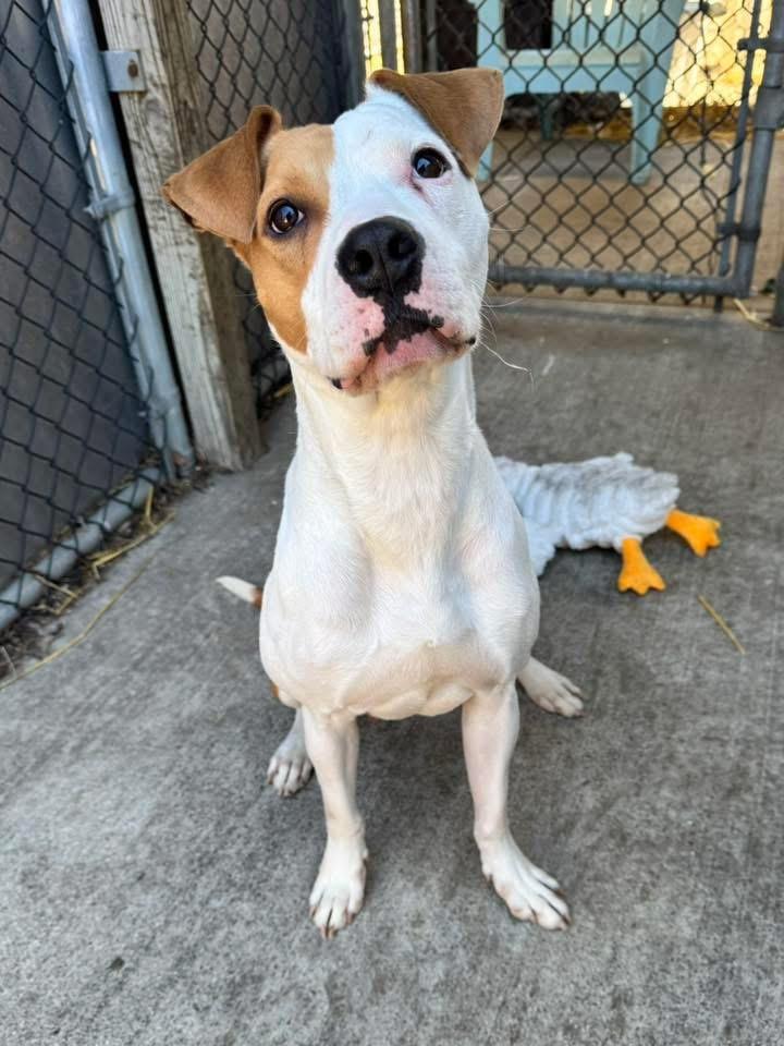 Enlarge Tik Tok, a ADOPTABLE Pit Bull Terrier in Chicago, IL image 4/5