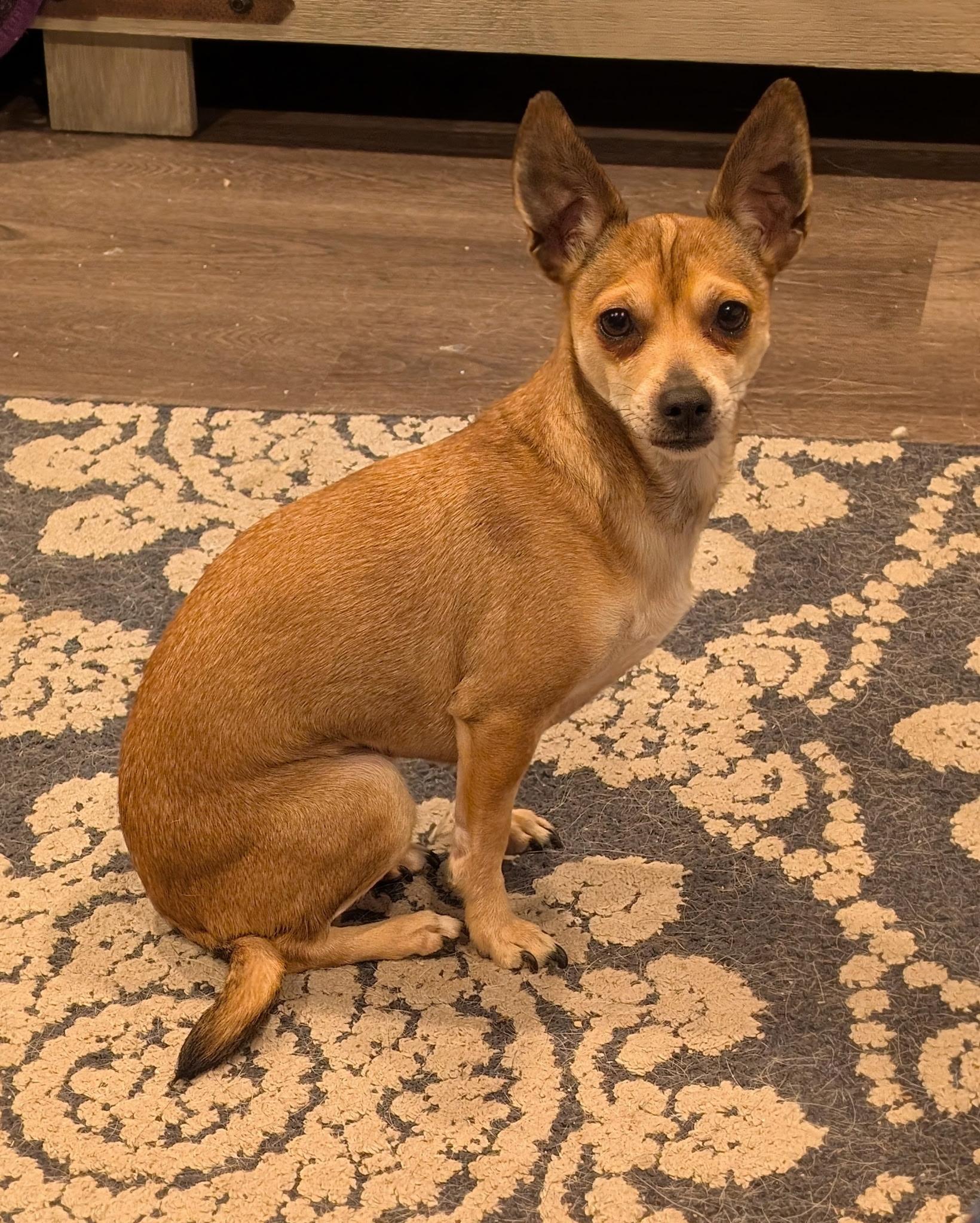 Enlarge Sassy, a ADOPTABLE mixed breed in Union Gap, WA image 5/5