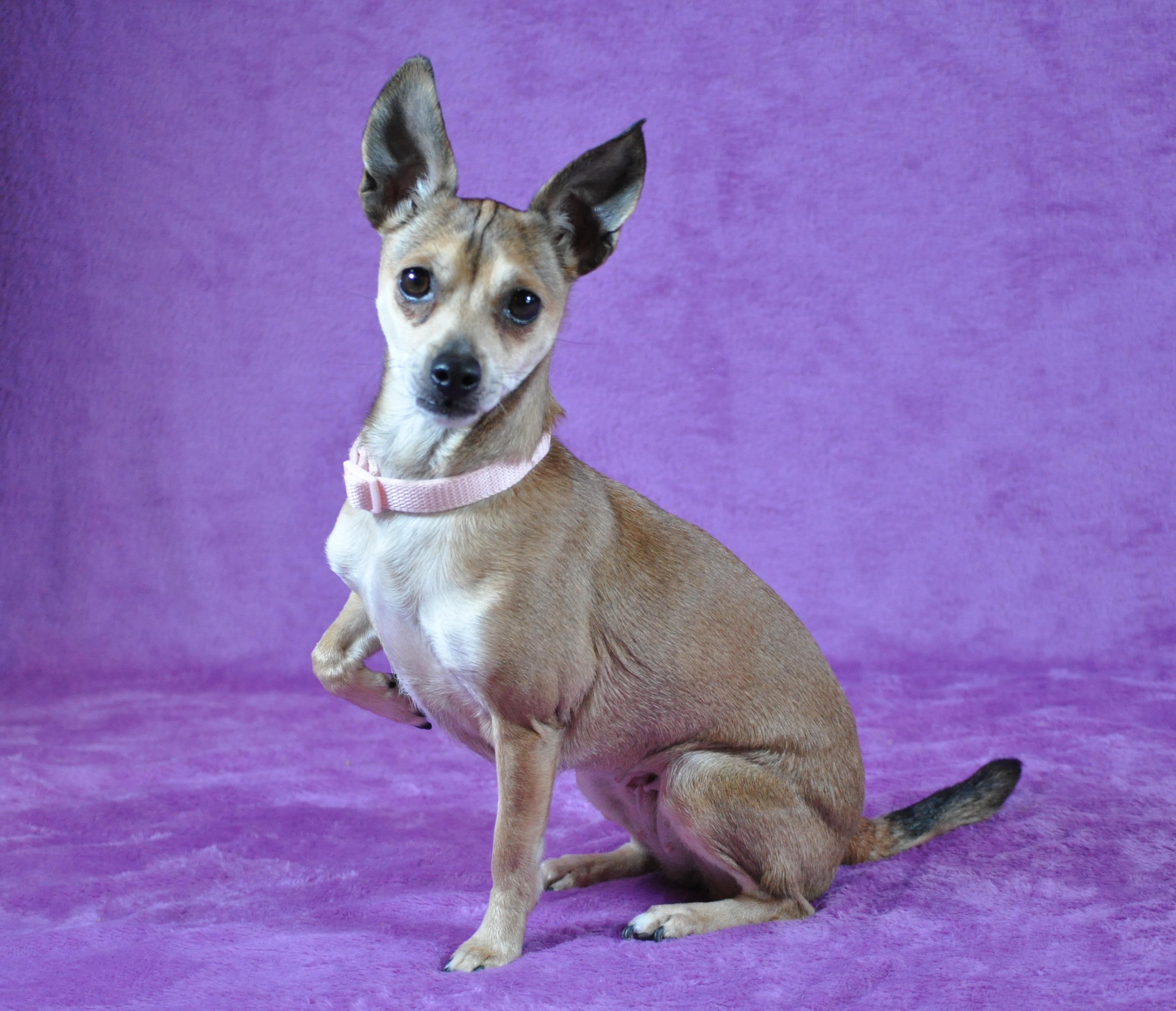 Sassy, an adopted mixed breed in Union Gap, WA image 5/5