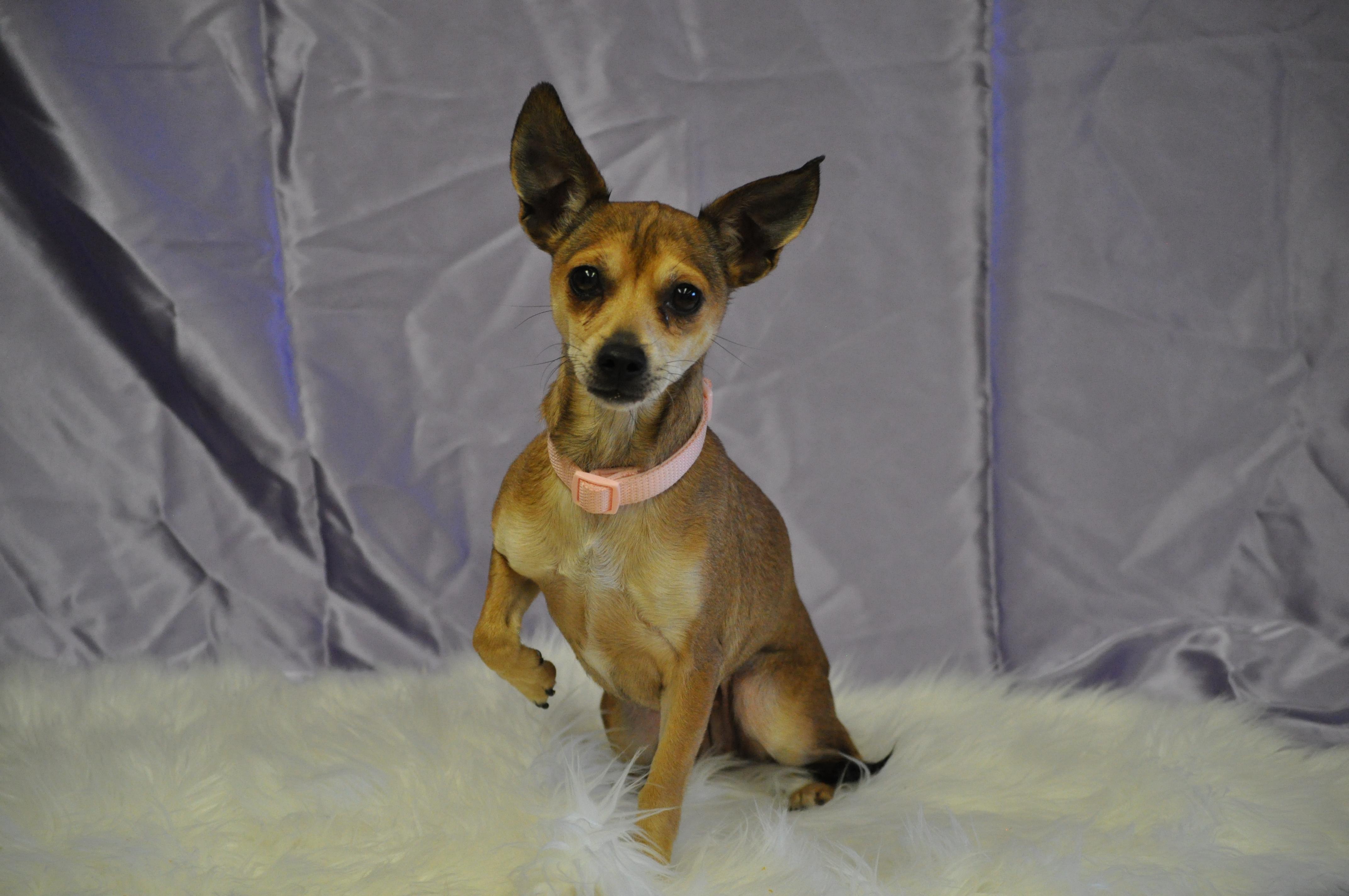 Enlarge Sassy, a ADOPTABLE mixed breed in Union Gap, WA image 1/5