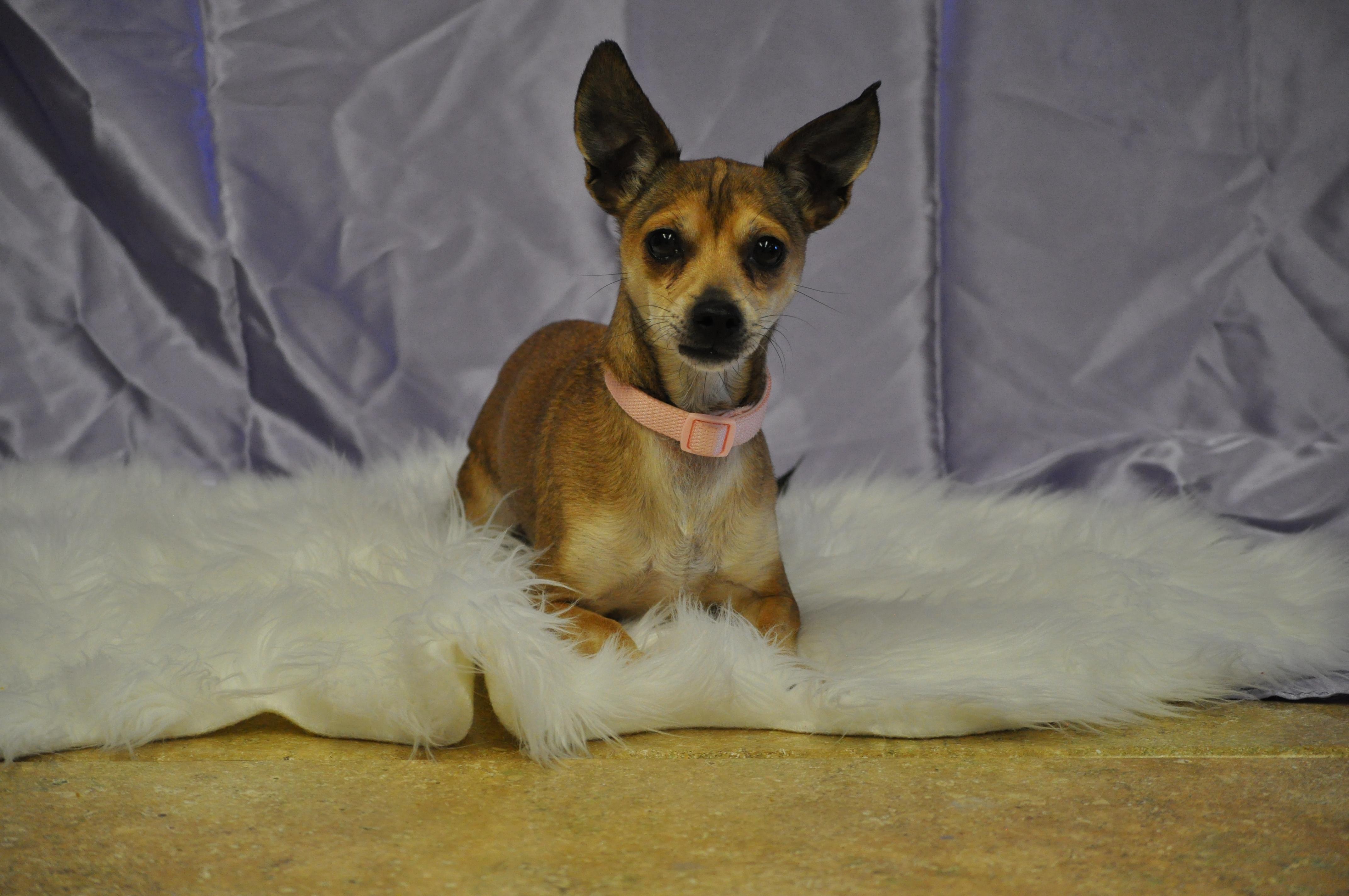 Enlarge Sassy, a ADOPTABLE mixed breed in Union Gap, WA image 3/5