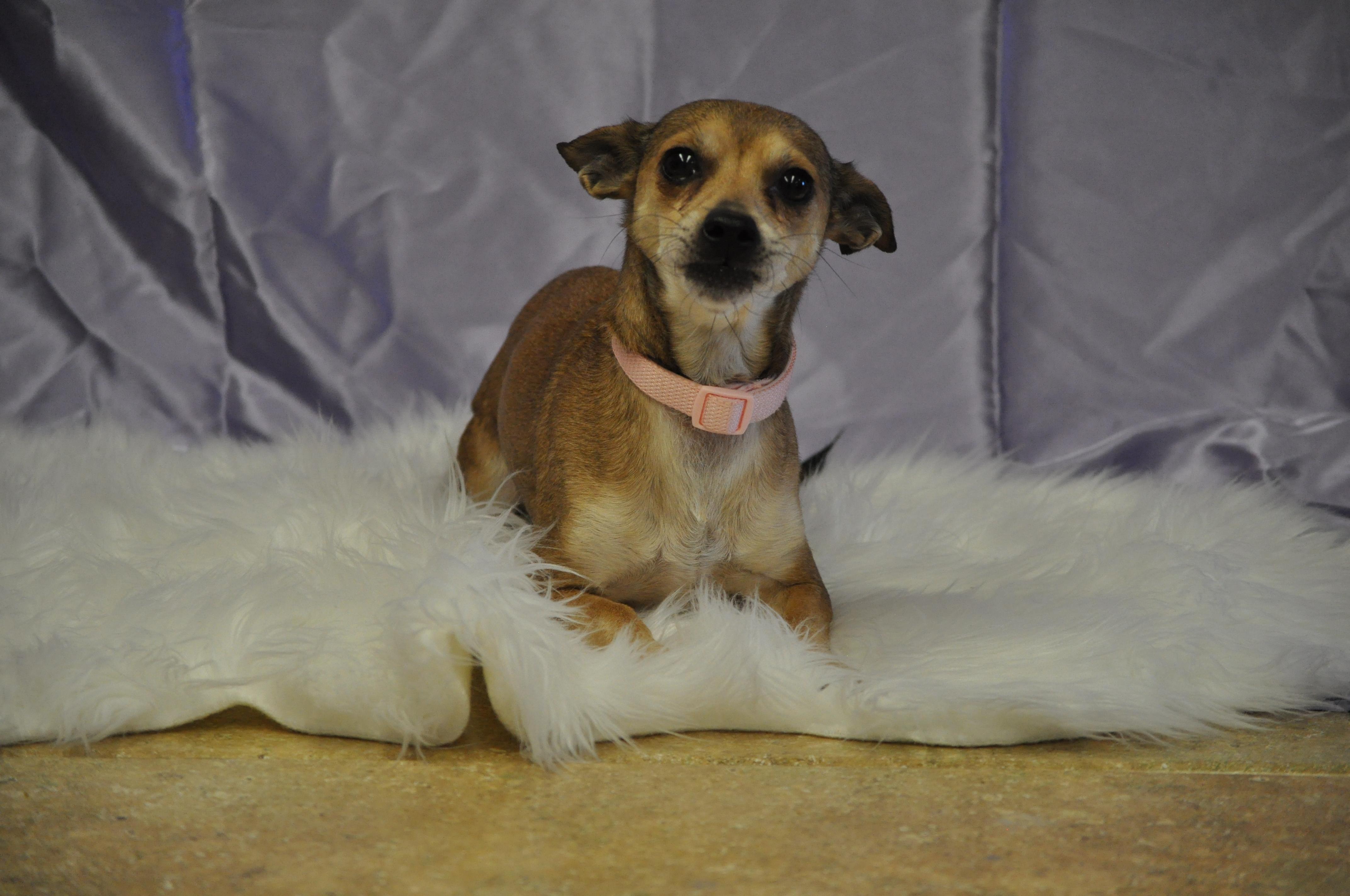 Enlarge Sassy, a ADOPTABLE mixed breed in Union Gap, WA image 4/5